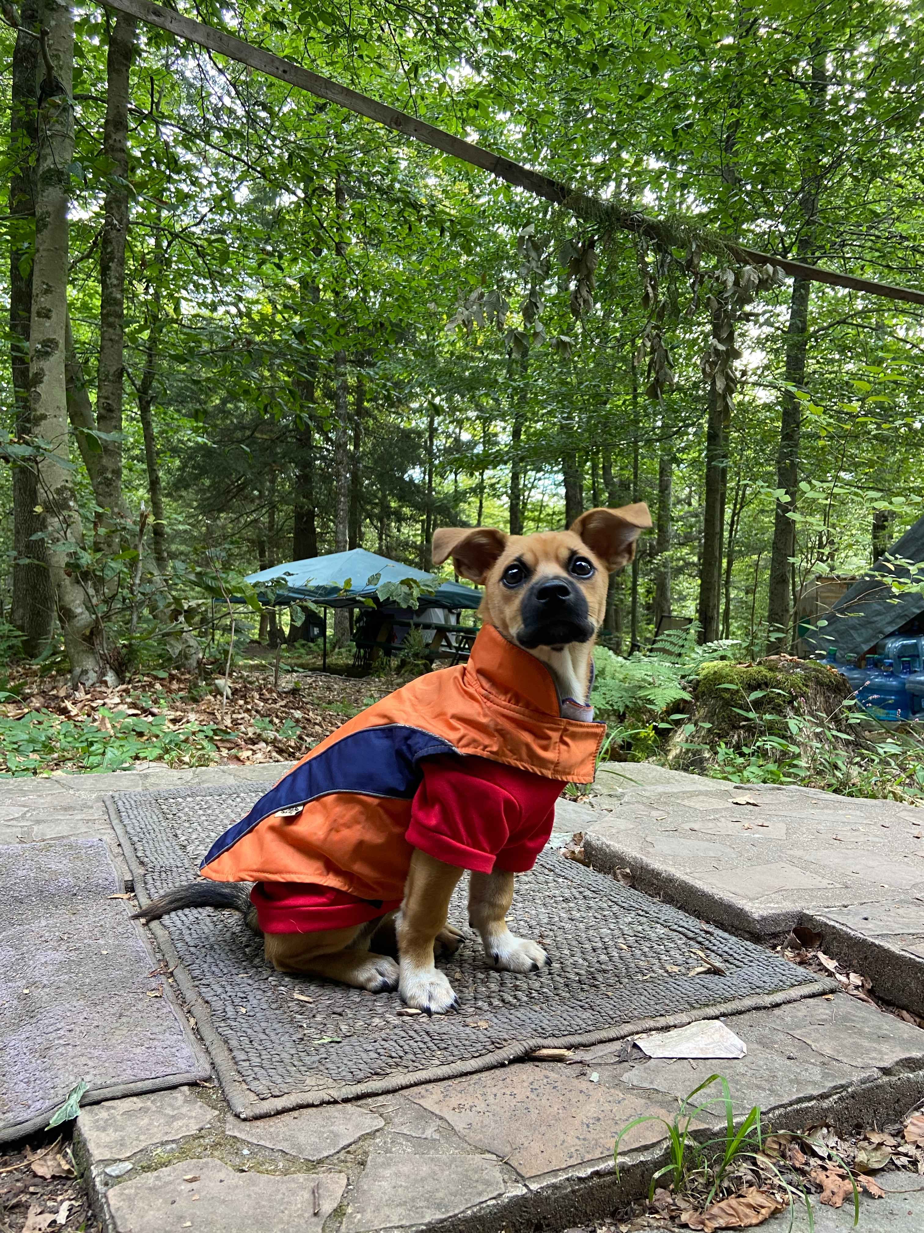 TainoWoods Fairy Magical Sweet Land