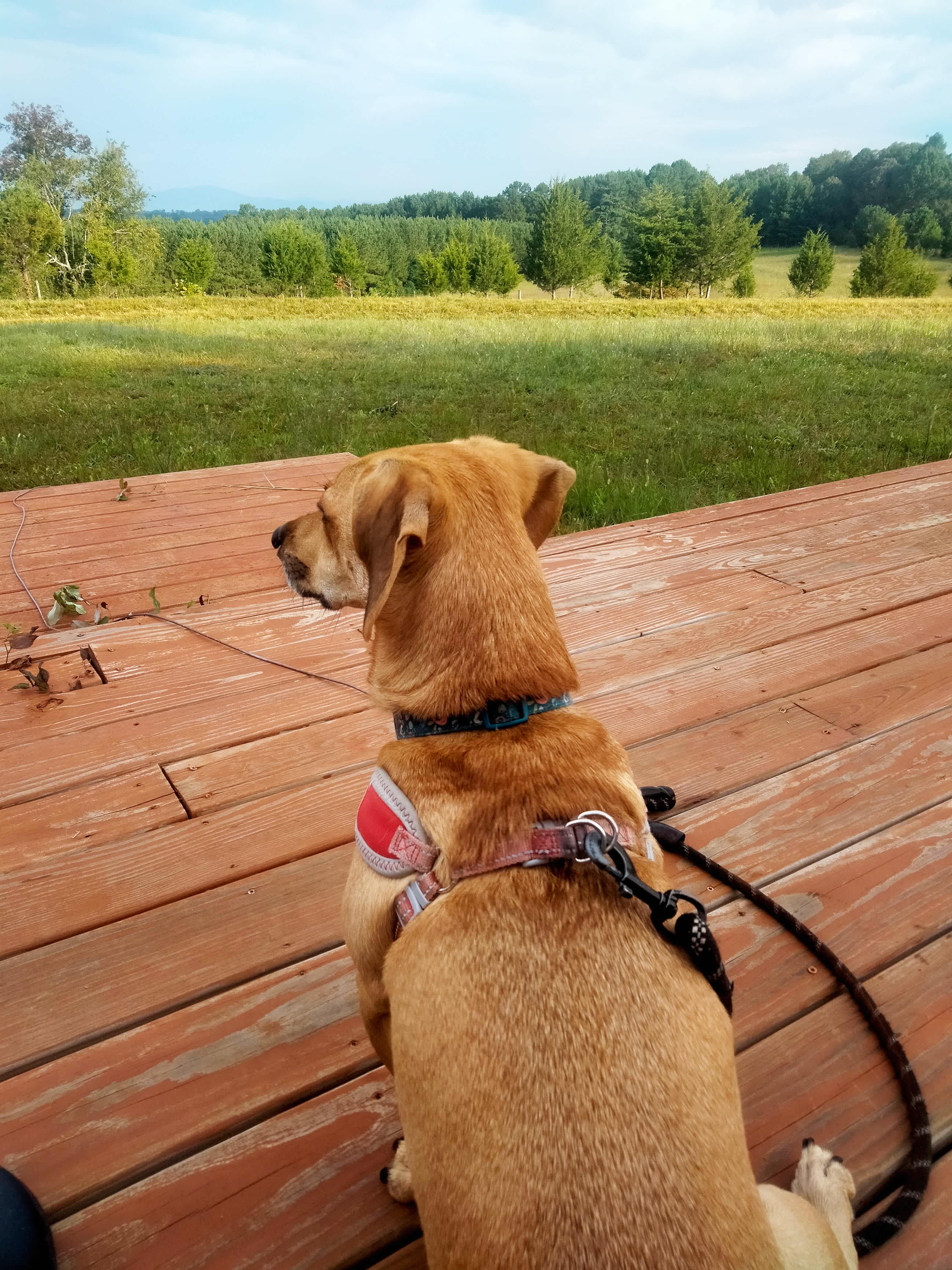 Winston really enjoyed the view