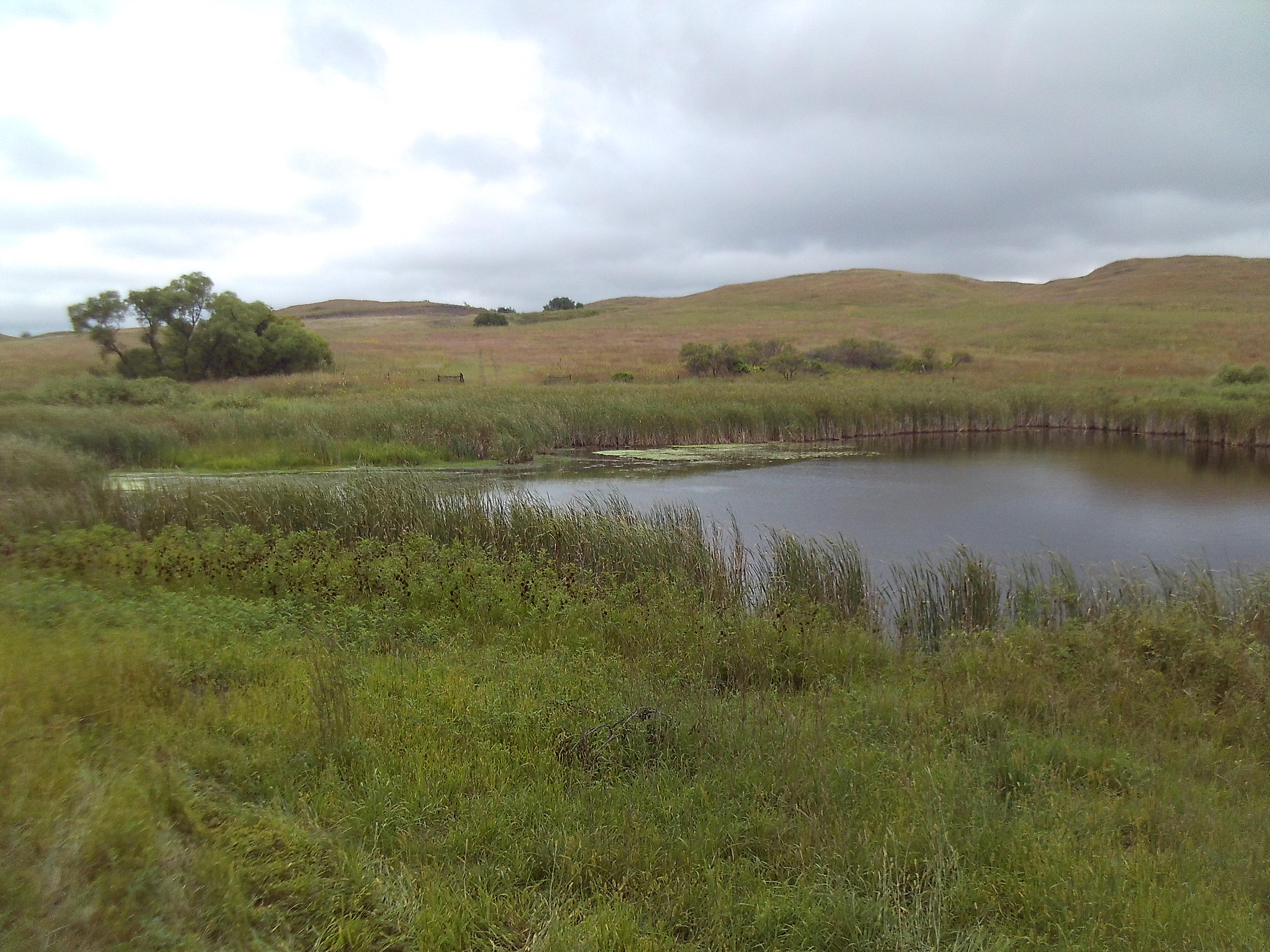 Golden Prairie Bison