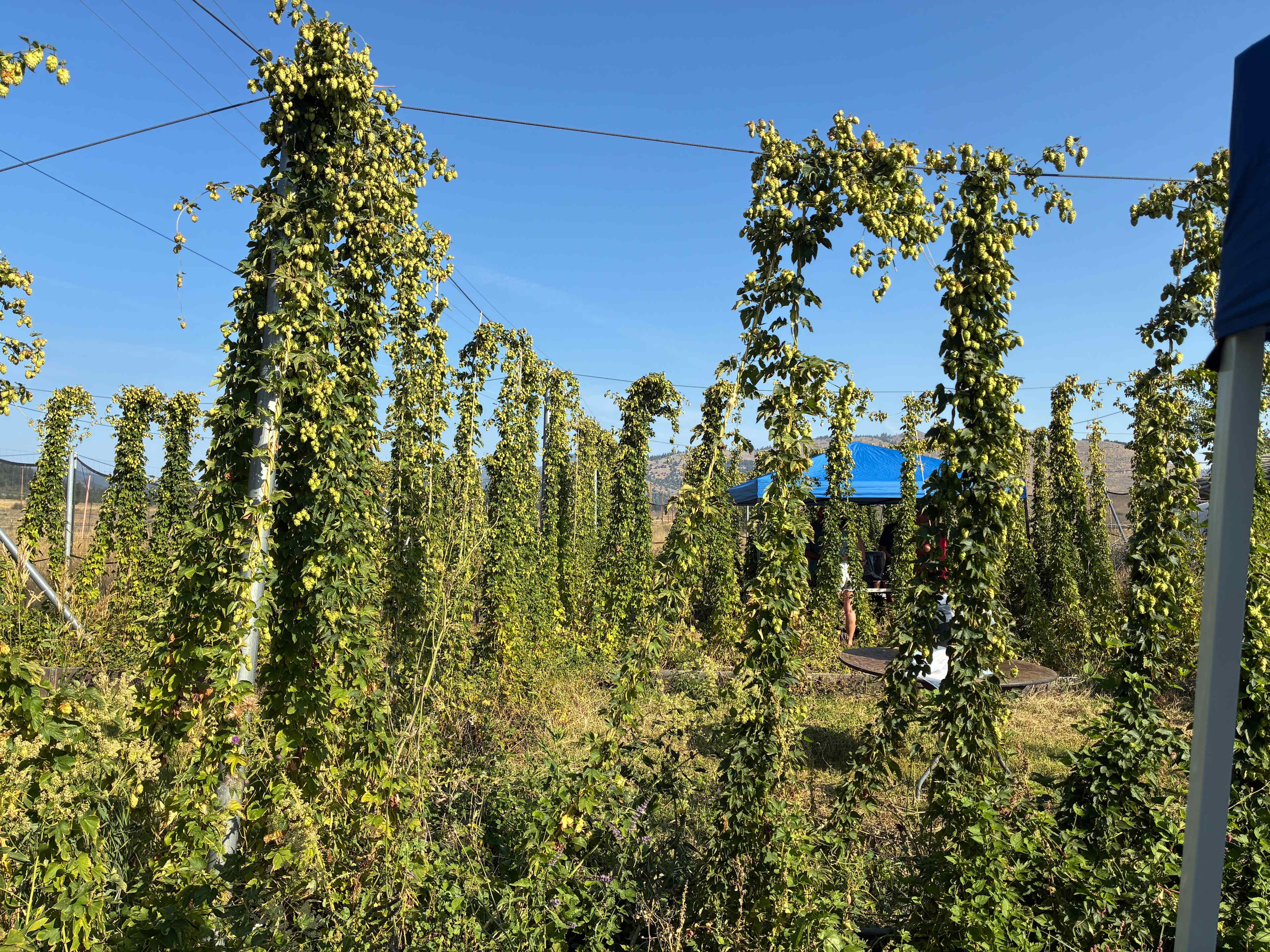 Sierra Farms Meadow View Camp Sites