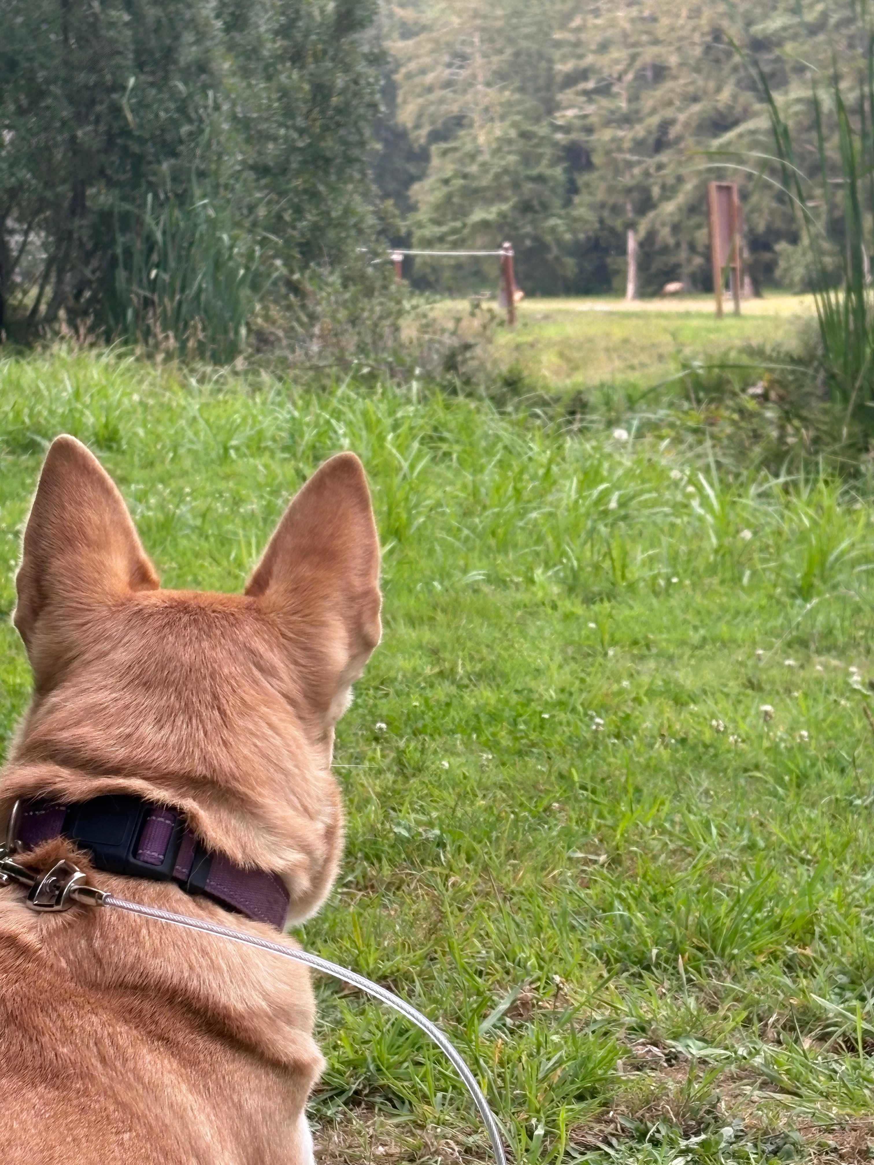 Honey Bear by the Sea
