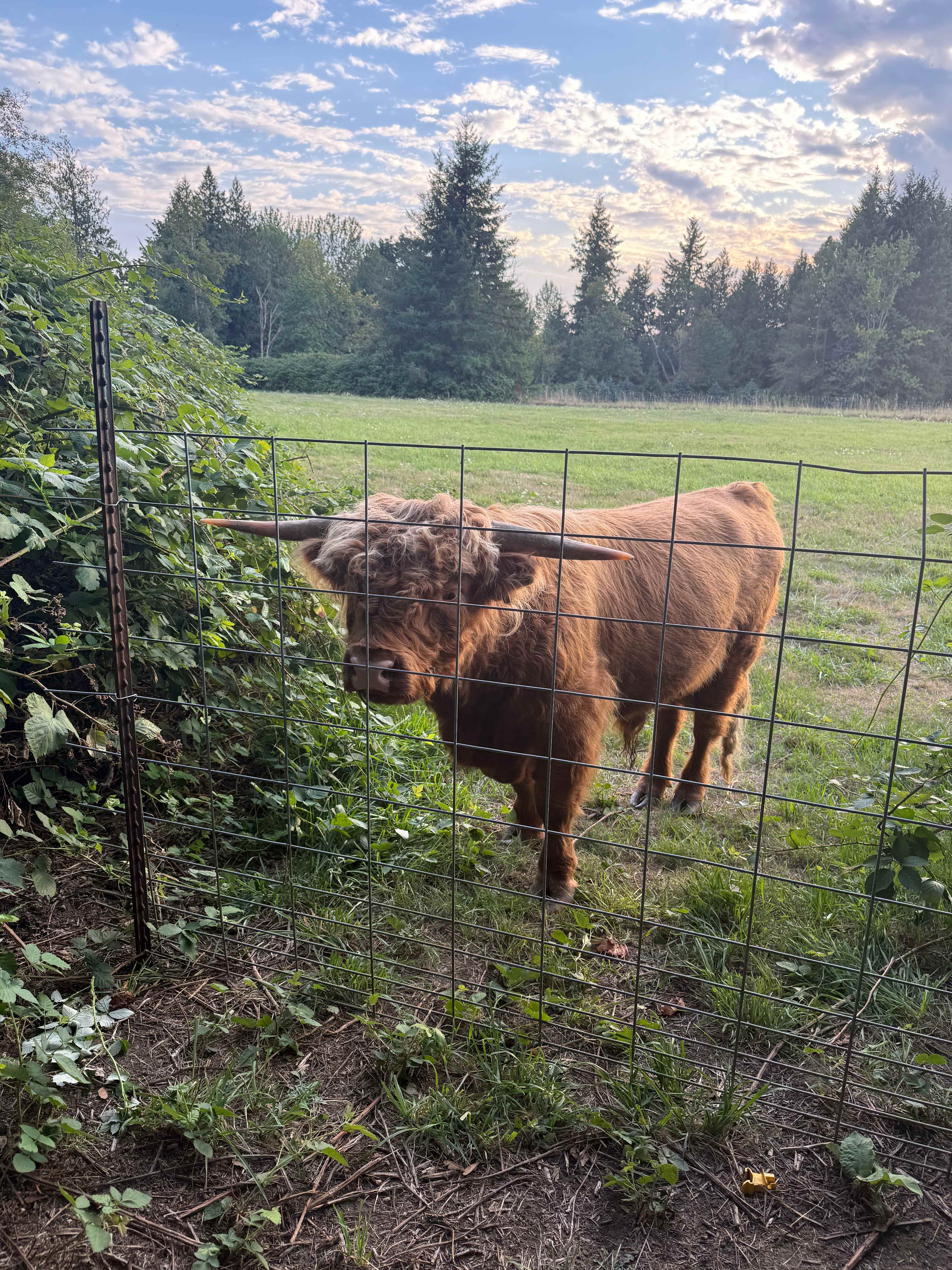 He’s friendly and loves treats!