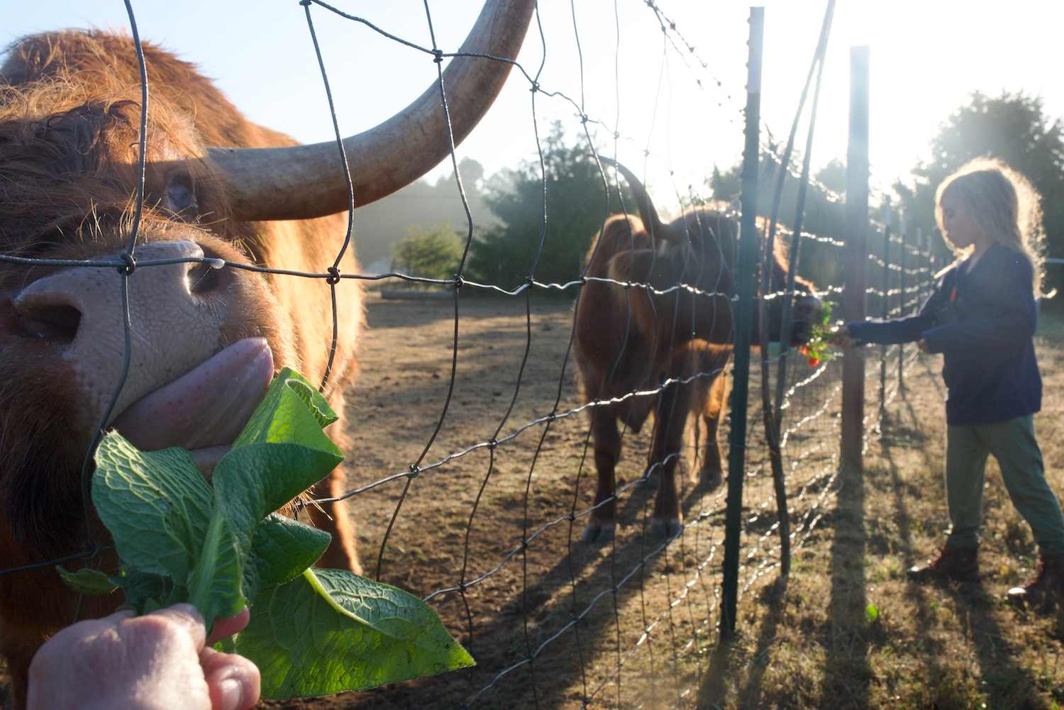 Camper at cow feeding time