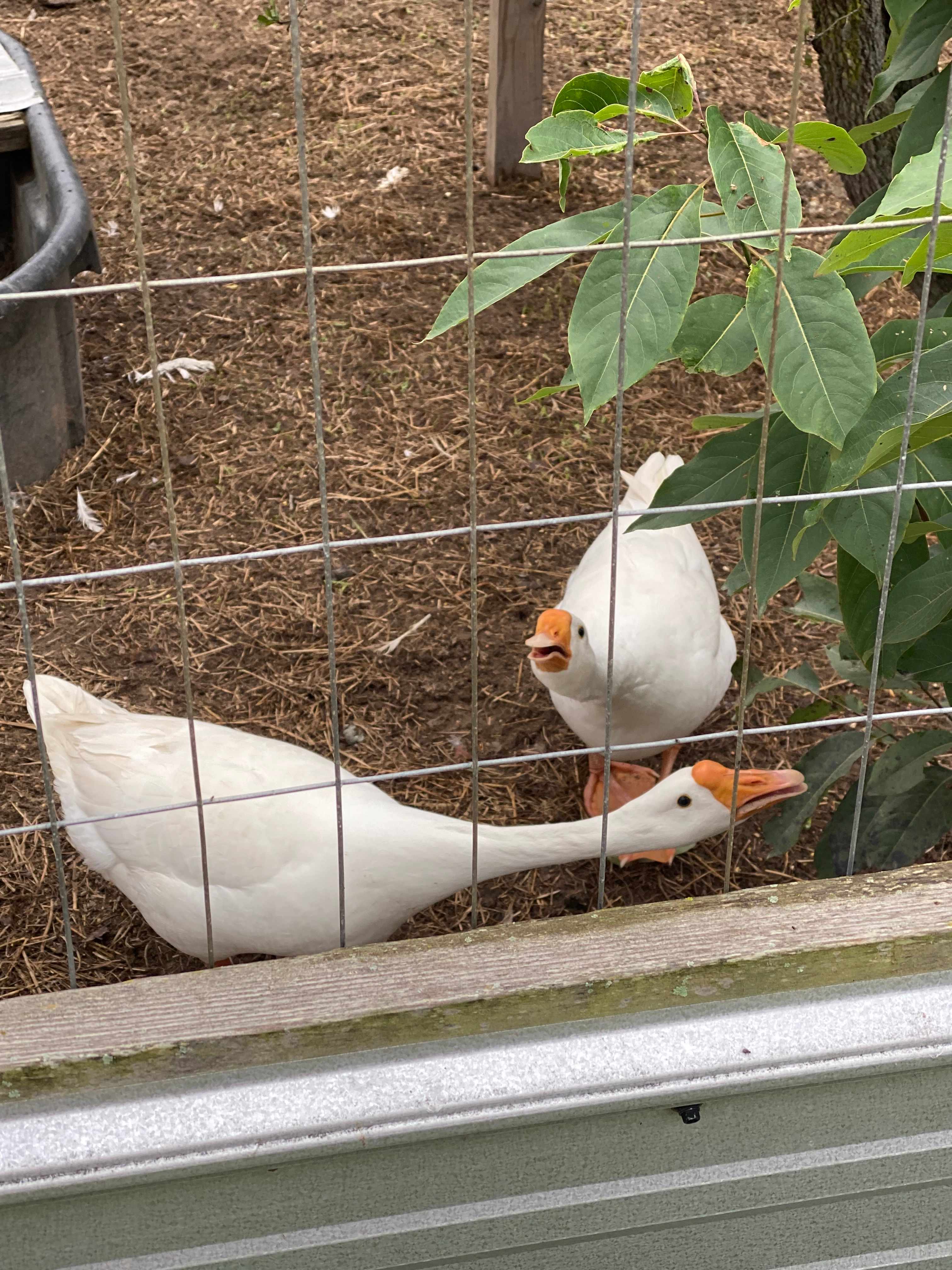 Piney Hills Campground