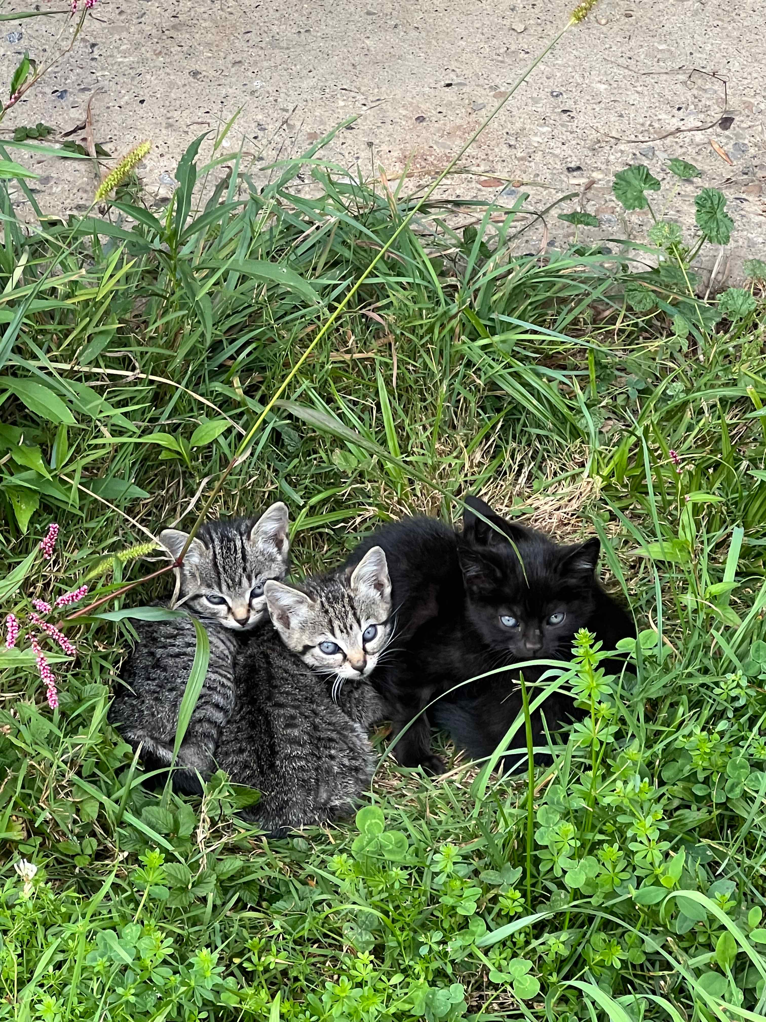 McKee Farm - Treehouses and Camping