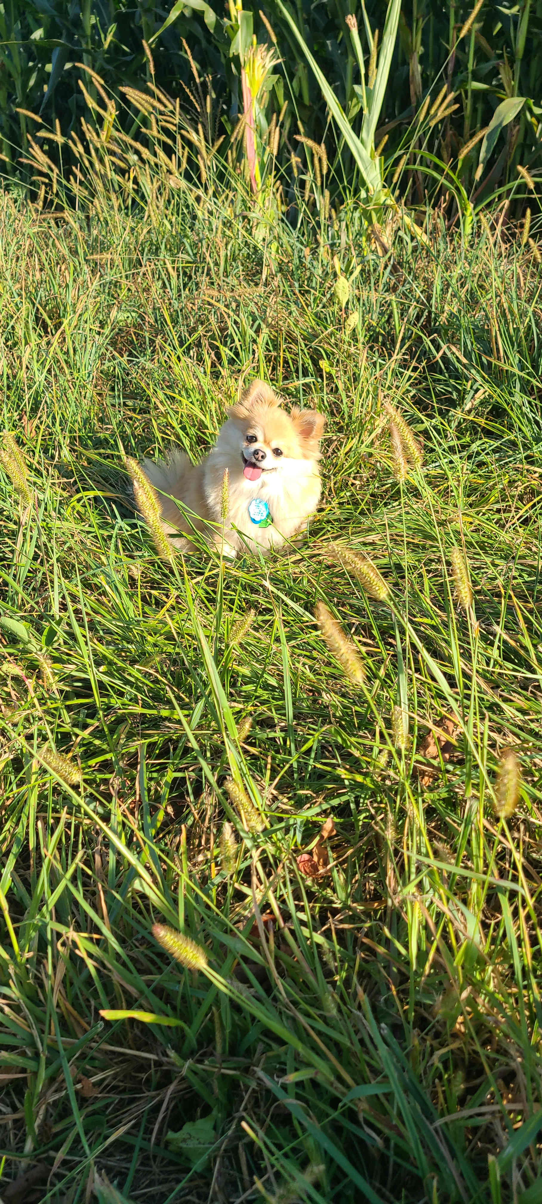 TOOT!