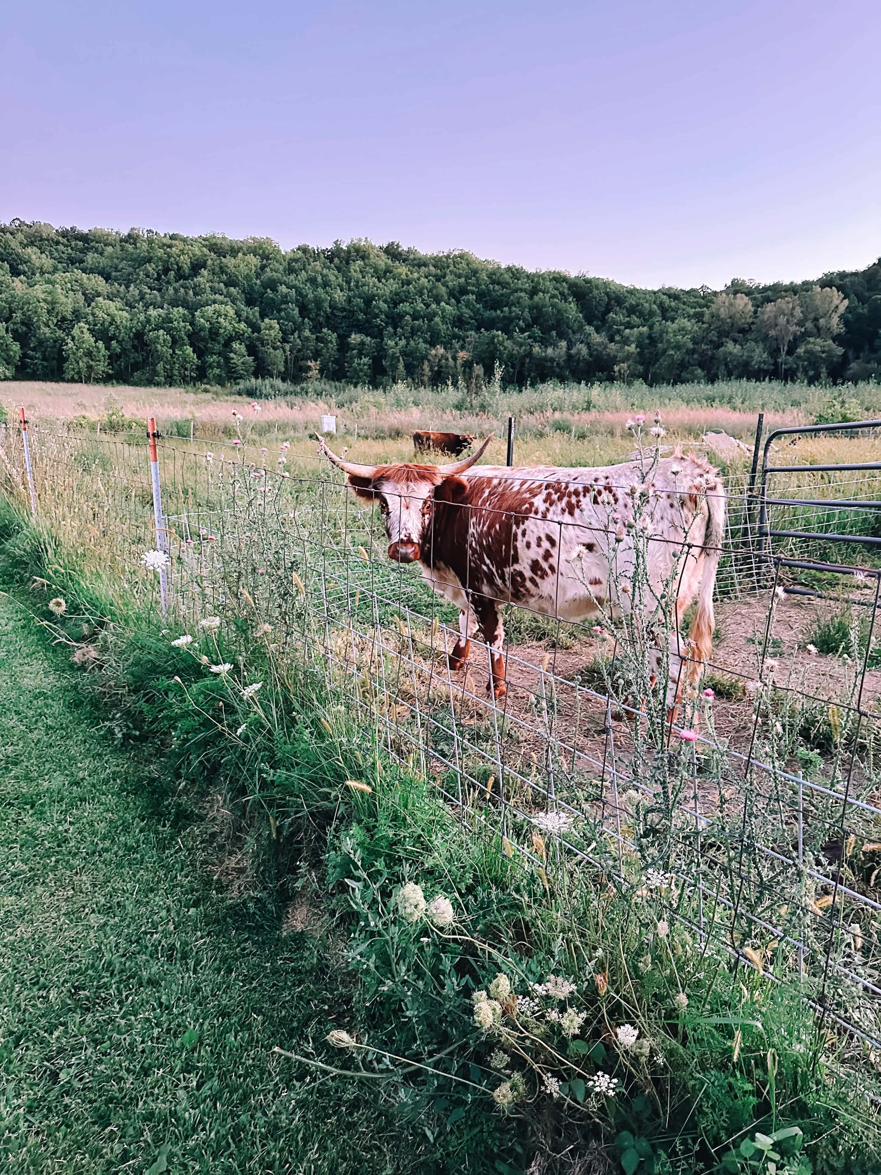 Pink River Ranch in the Driftless
