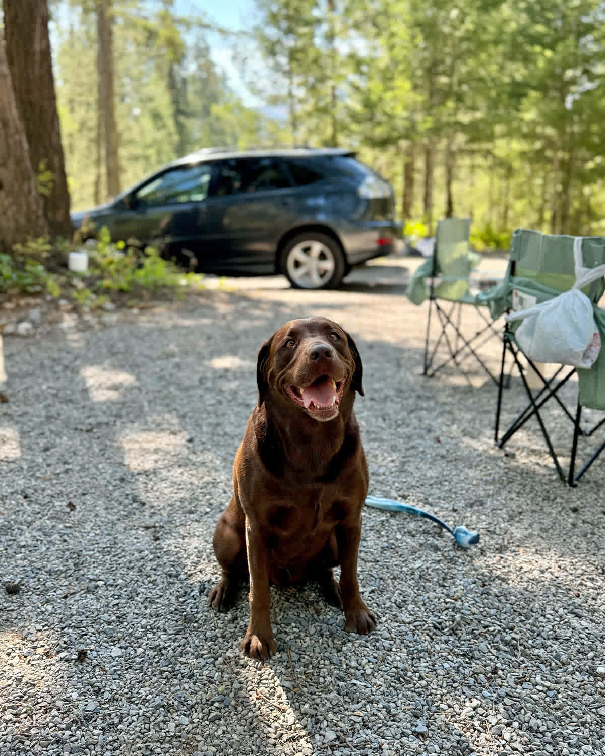 our fur baby loved it too!