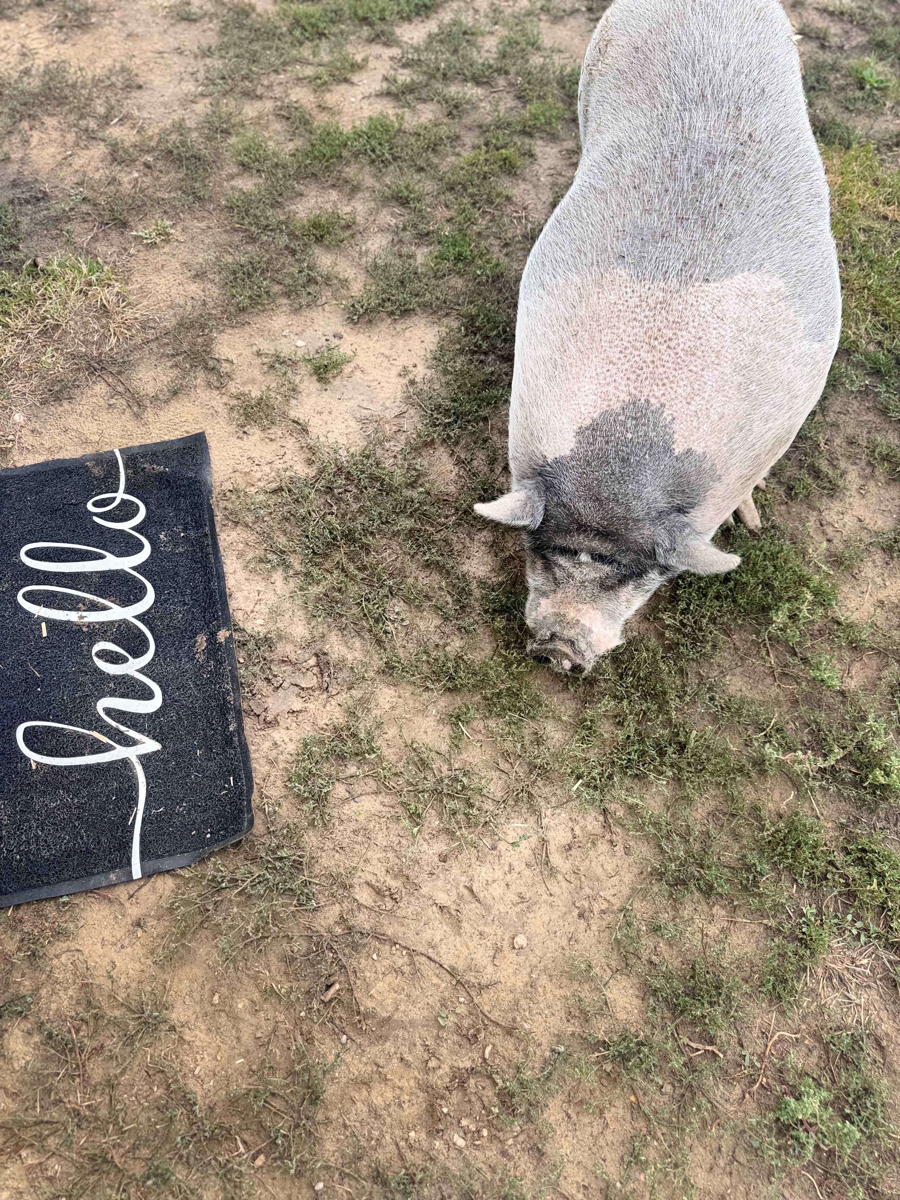 Maddie “knocked” on the door our first morning :)