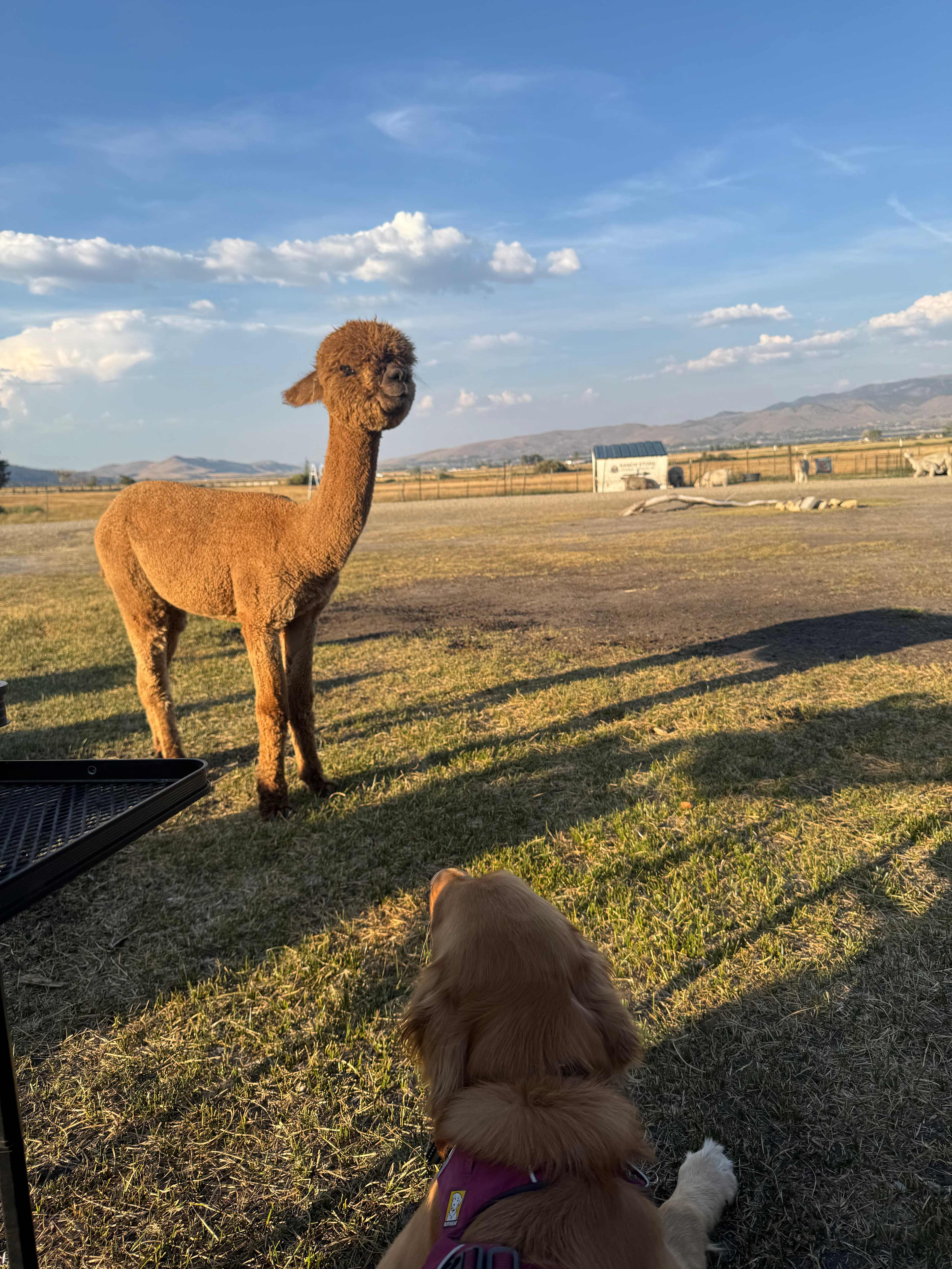 L.Davis Ranch and Olde LYFE Alpacas