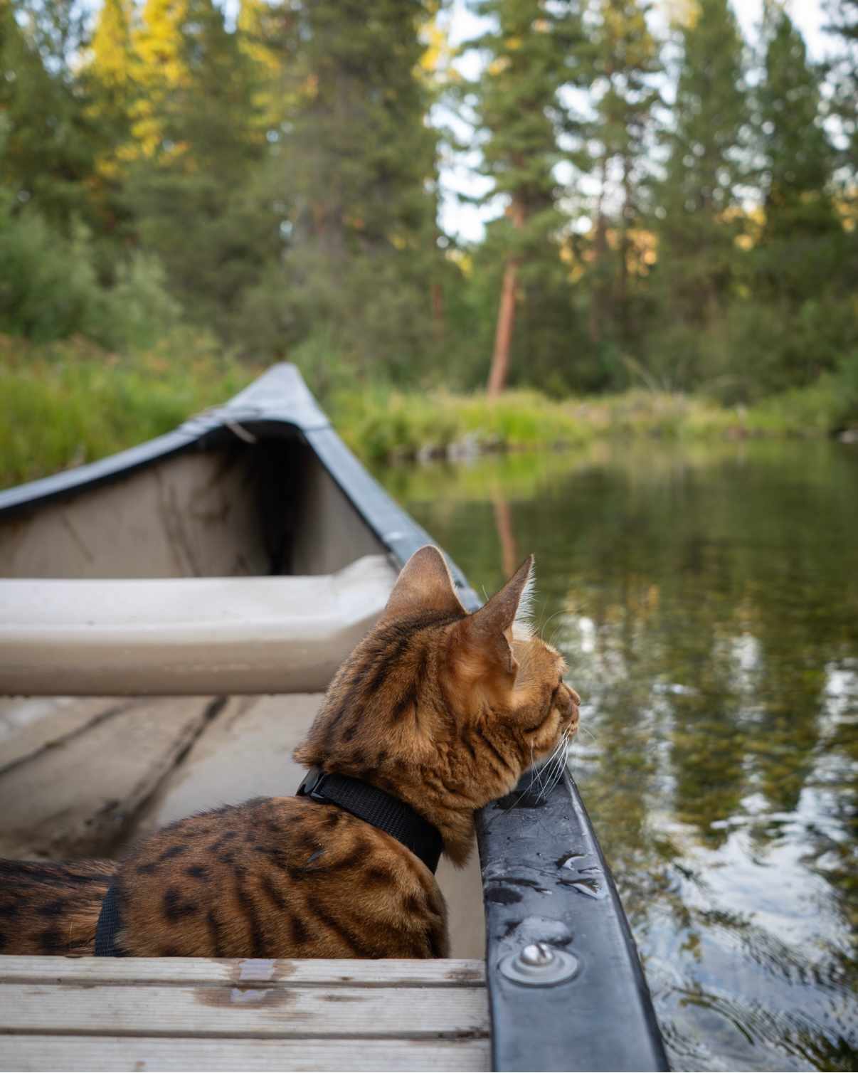 Peaches enjoying the canoe ride @adventurecatpeaches