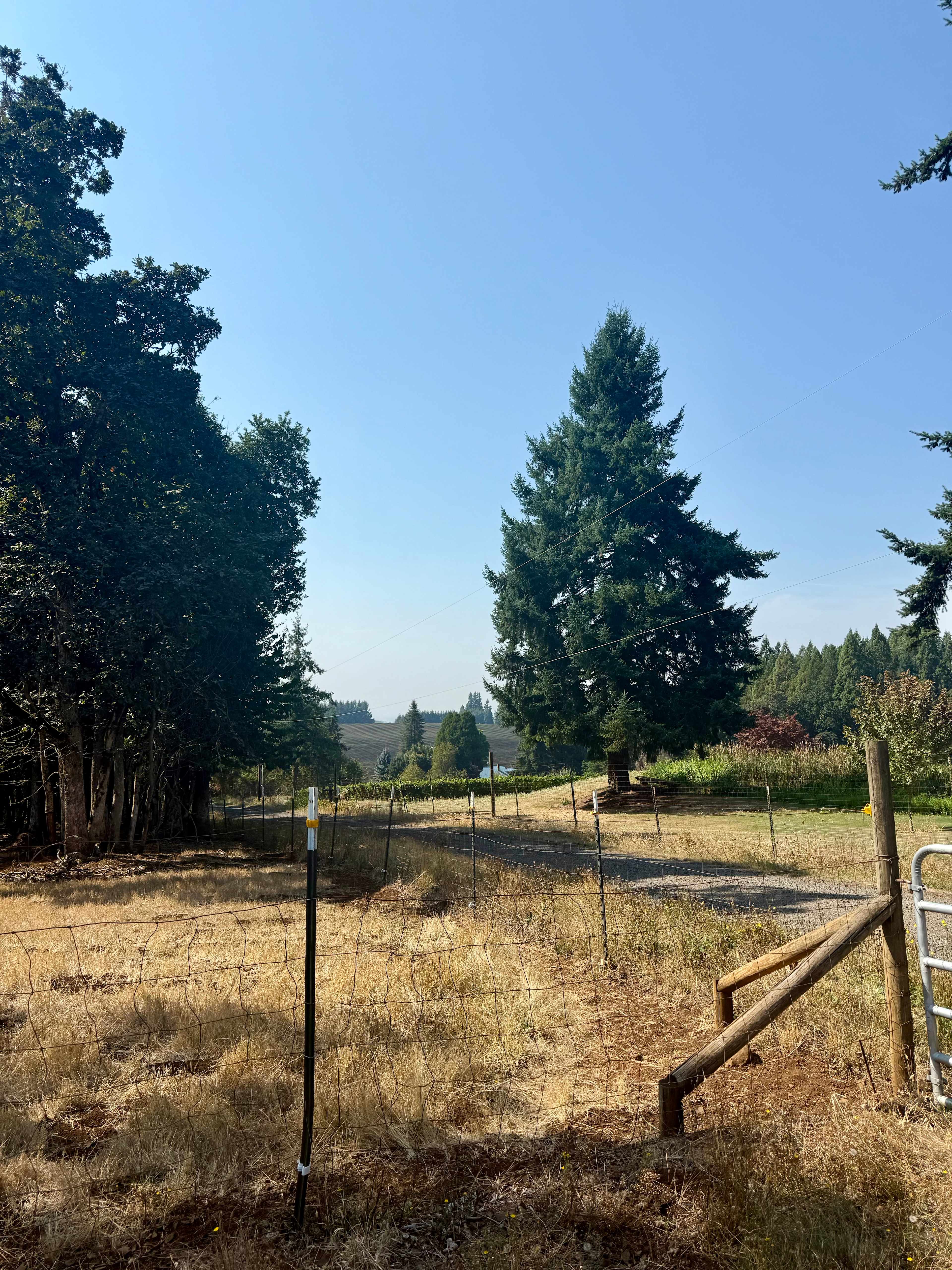 Buena Vista Lavender Farm