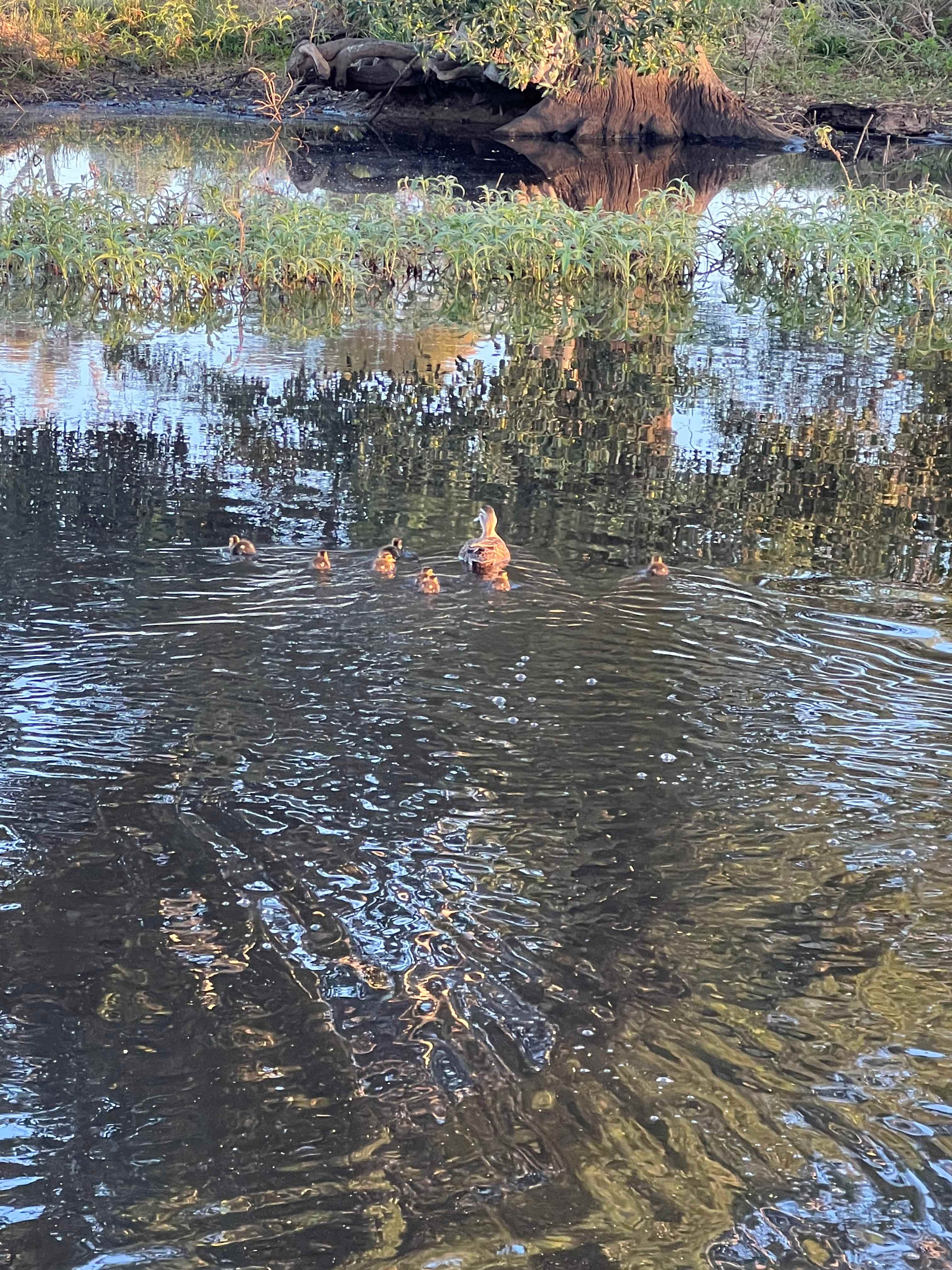 ‘Em ‘N’ Jay Farmstay