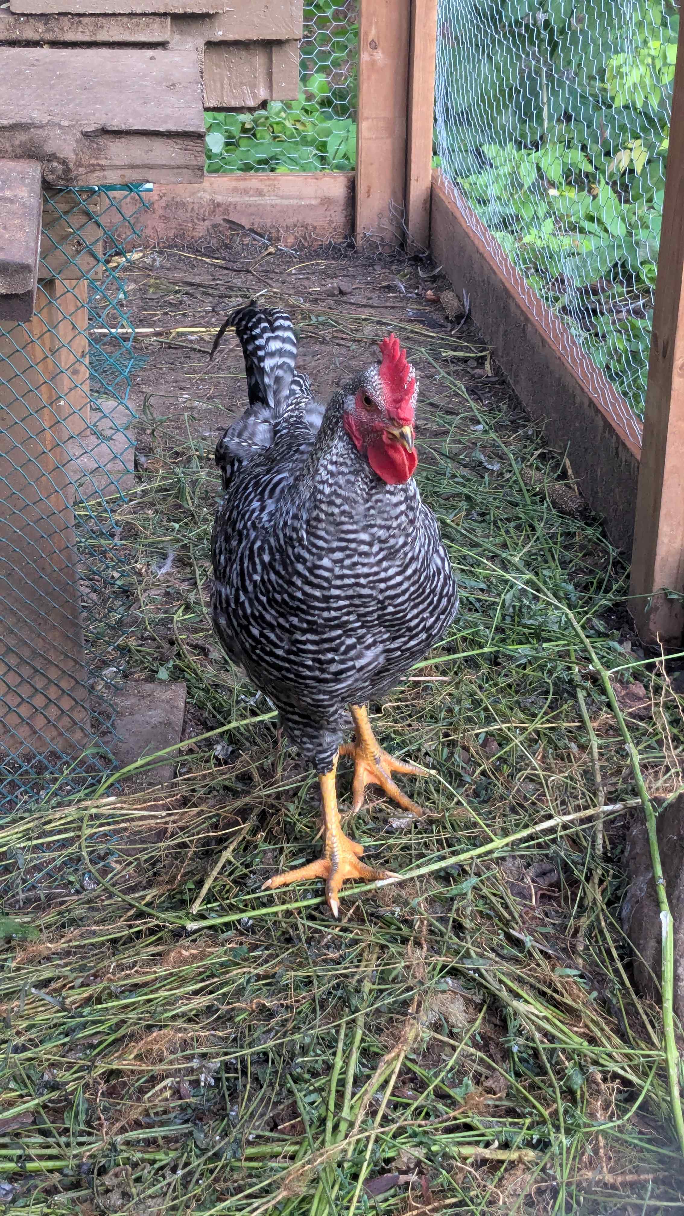 Loon Hollow-The Cedar Grove & Cabin