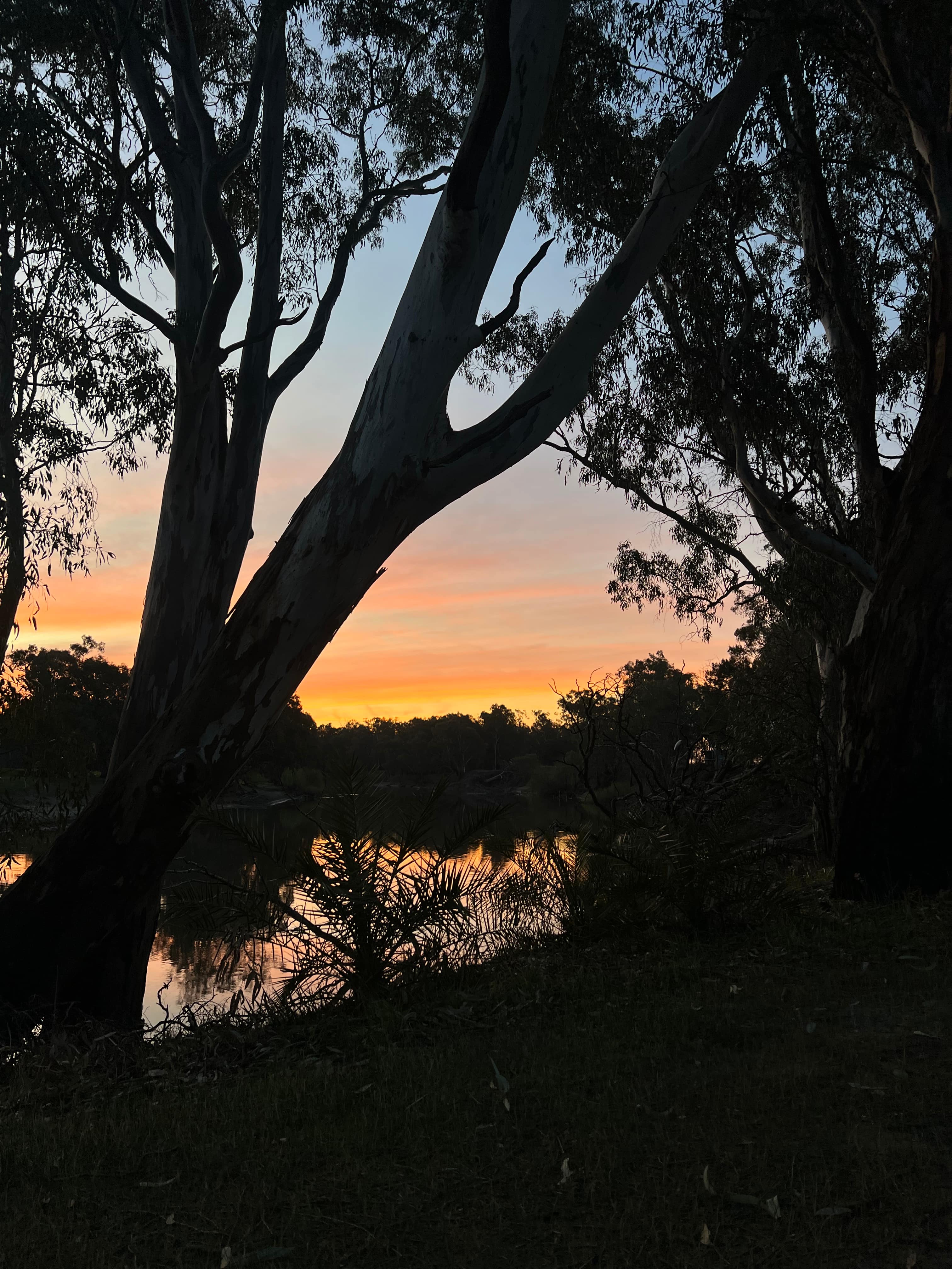Palm Cove On The Murrumbidgee