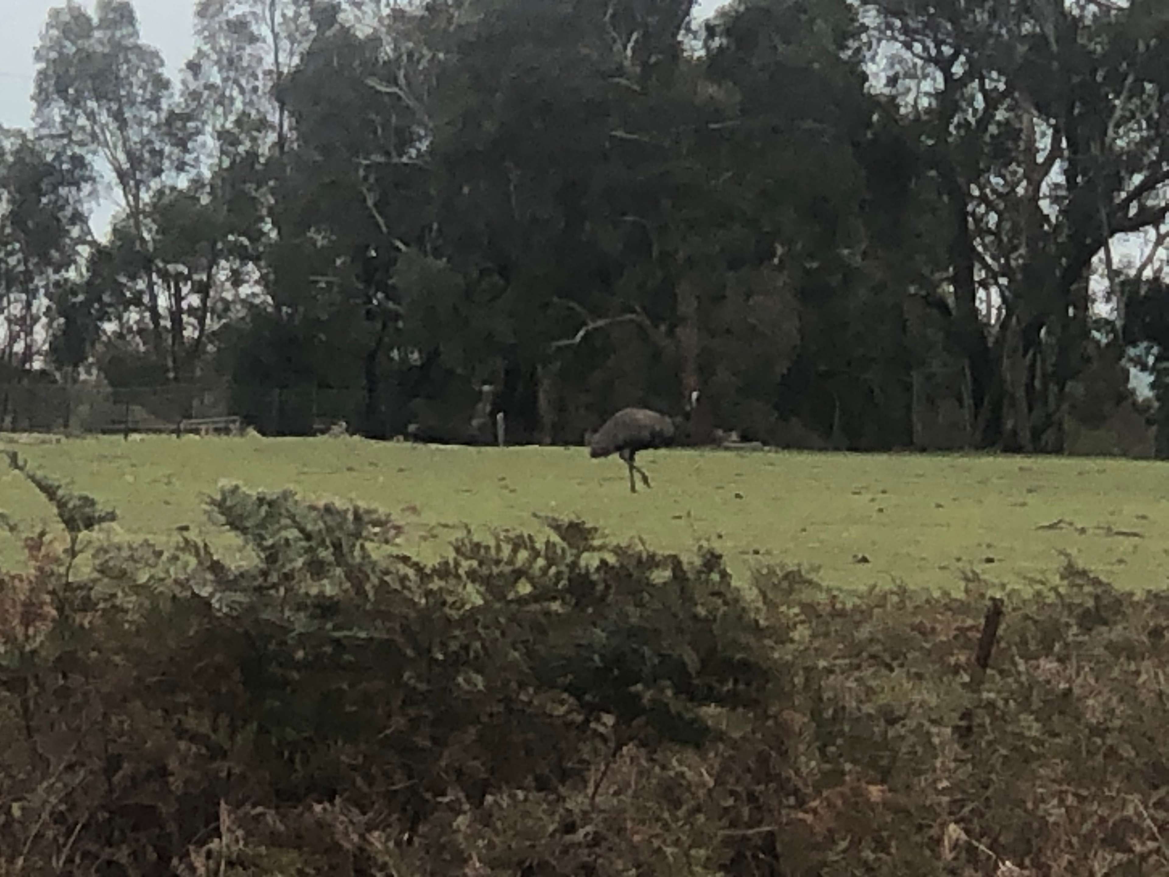 Grampians Old Man Emu Stay
