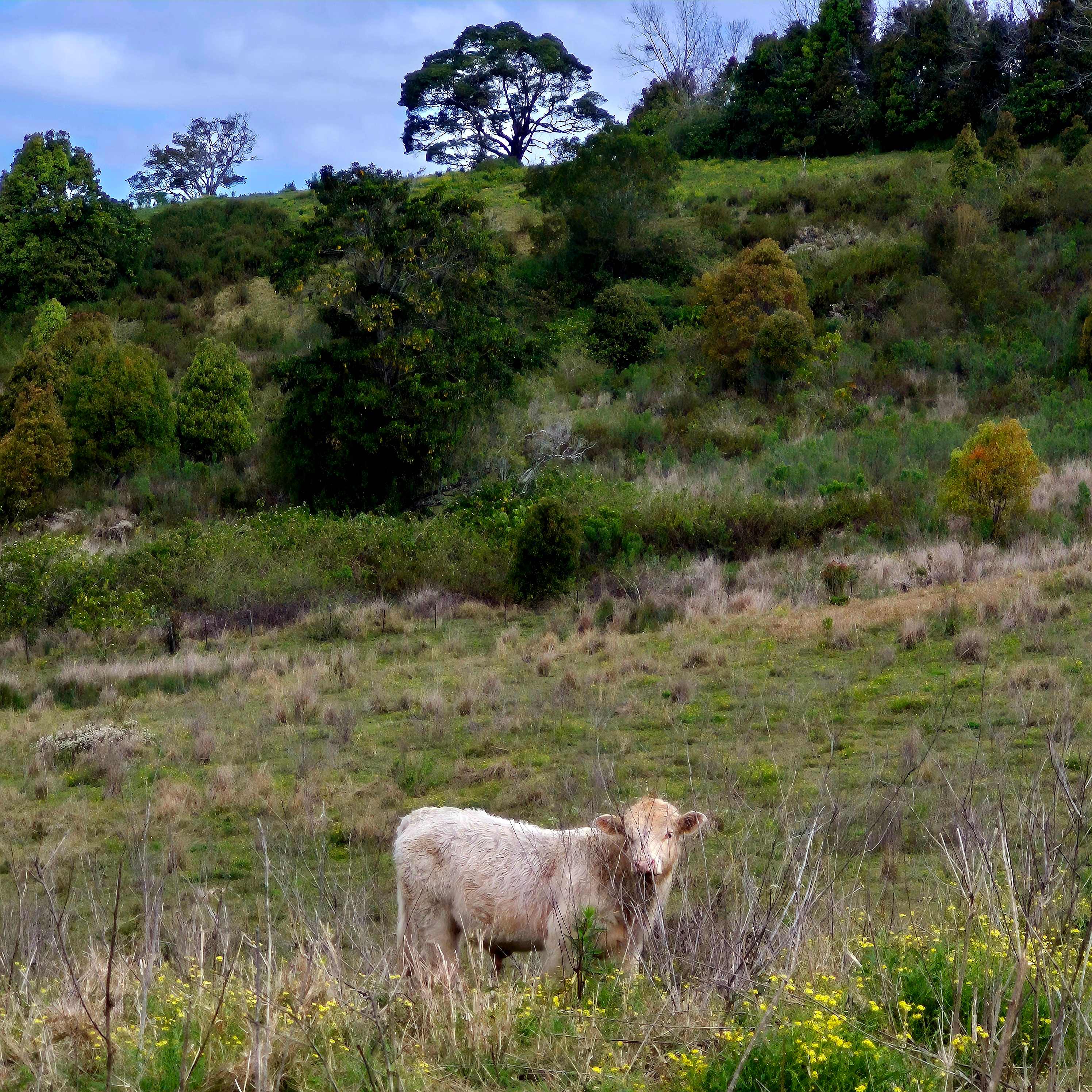 Barachi by the Creek