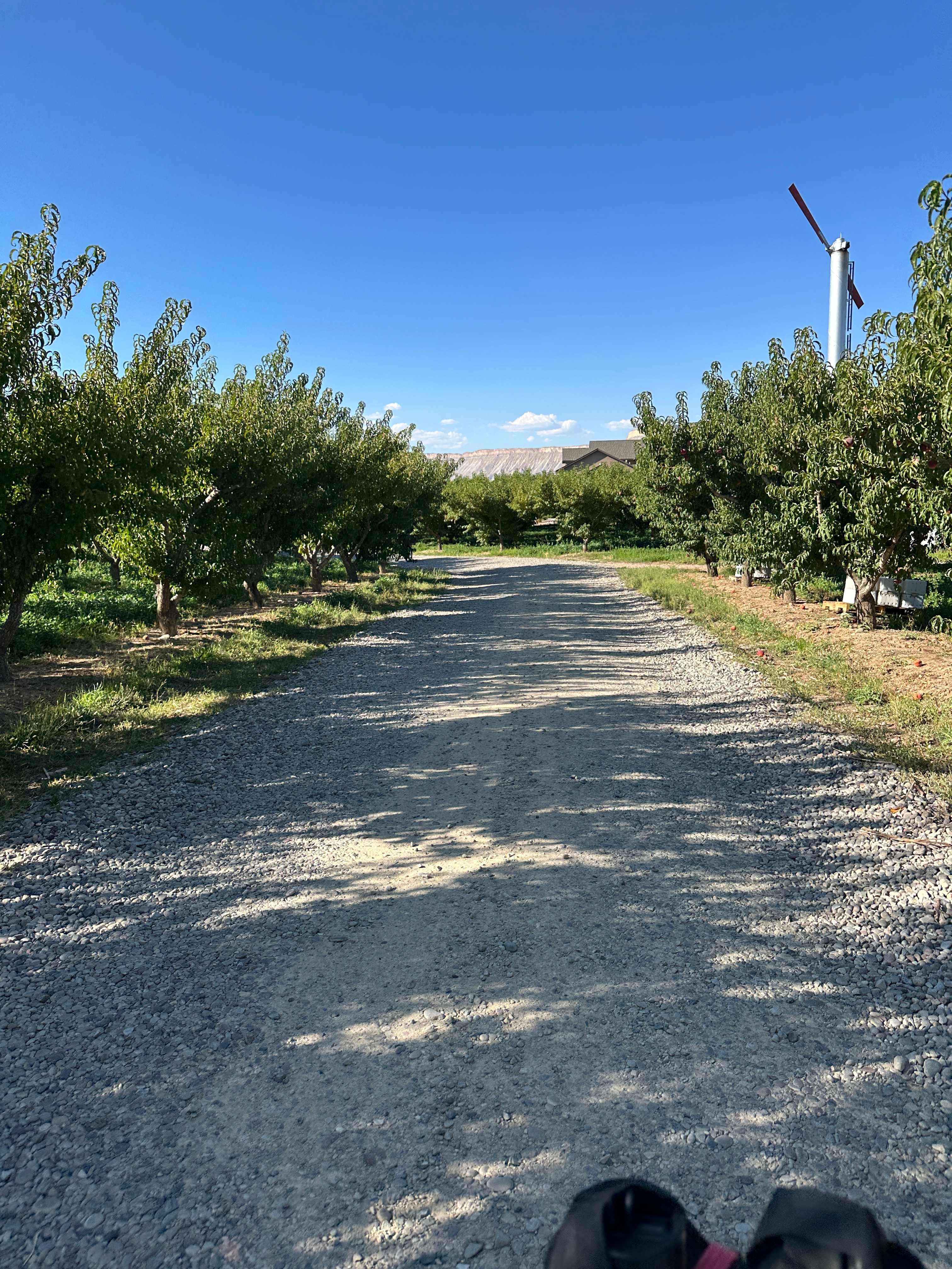 You can walk around their orchard