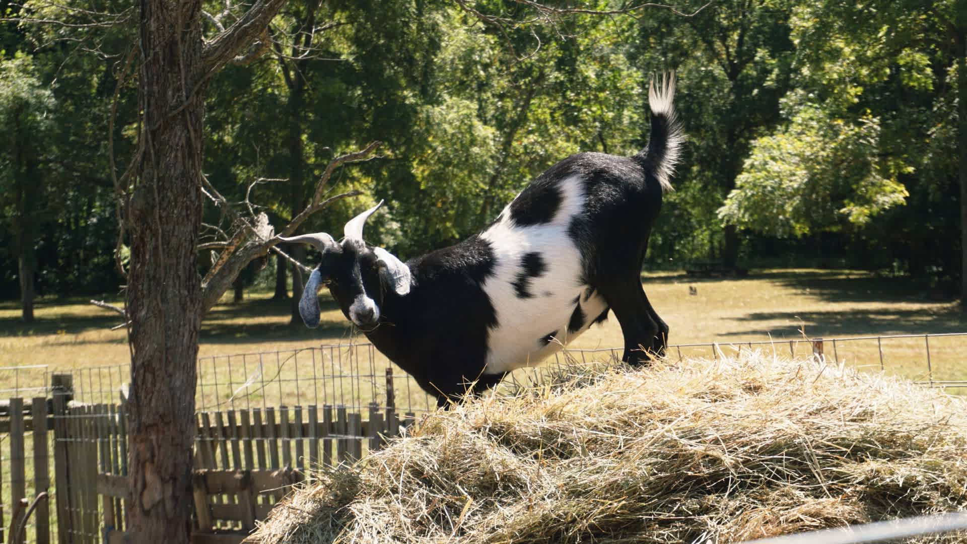 Hummingbird Hollow Outdoors