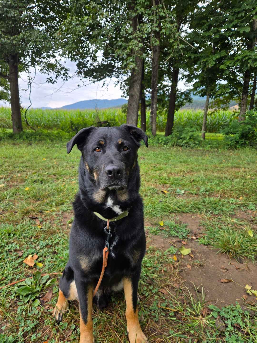 Camping in the shade on the river