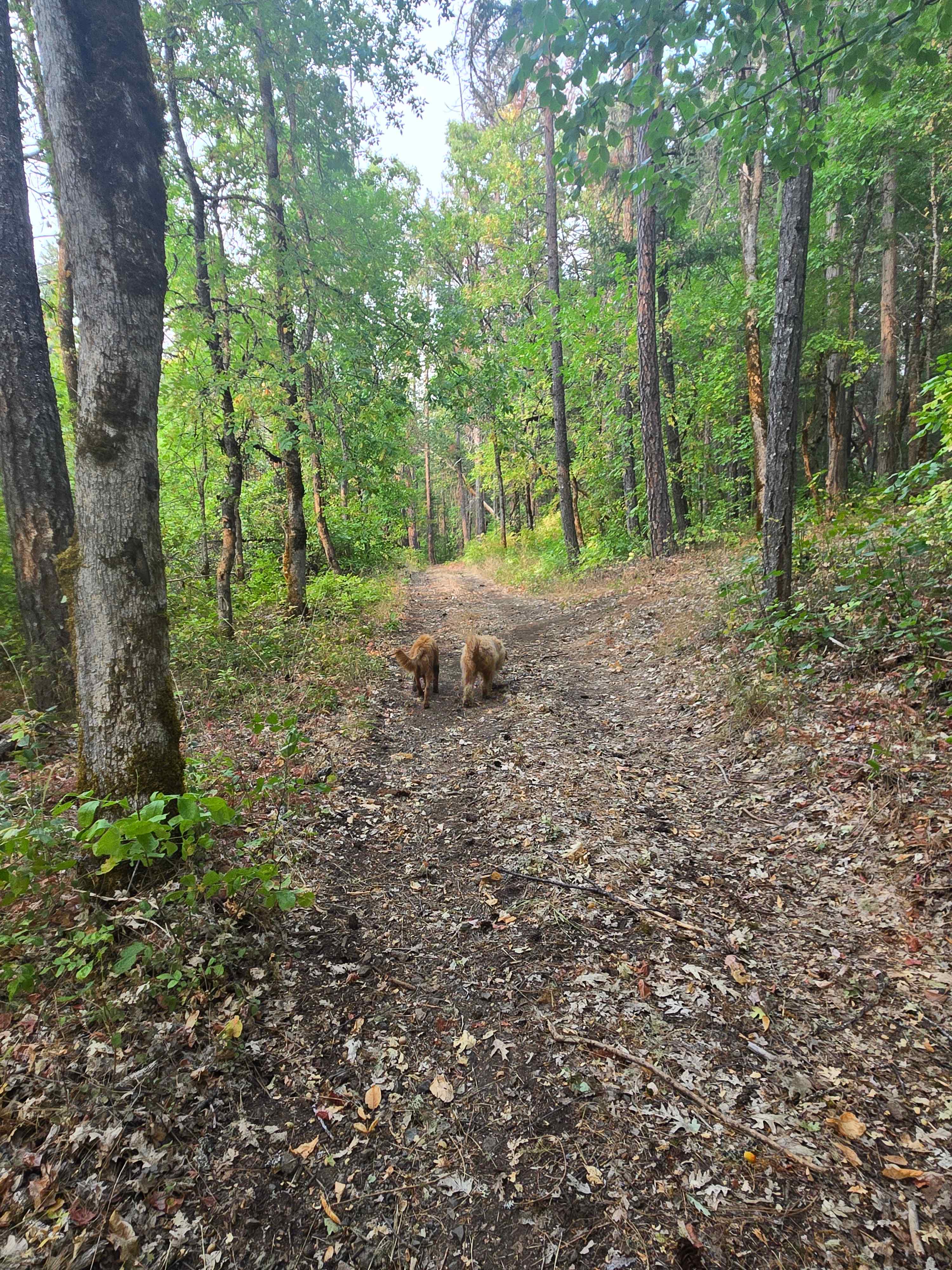 Forested creekside campsite