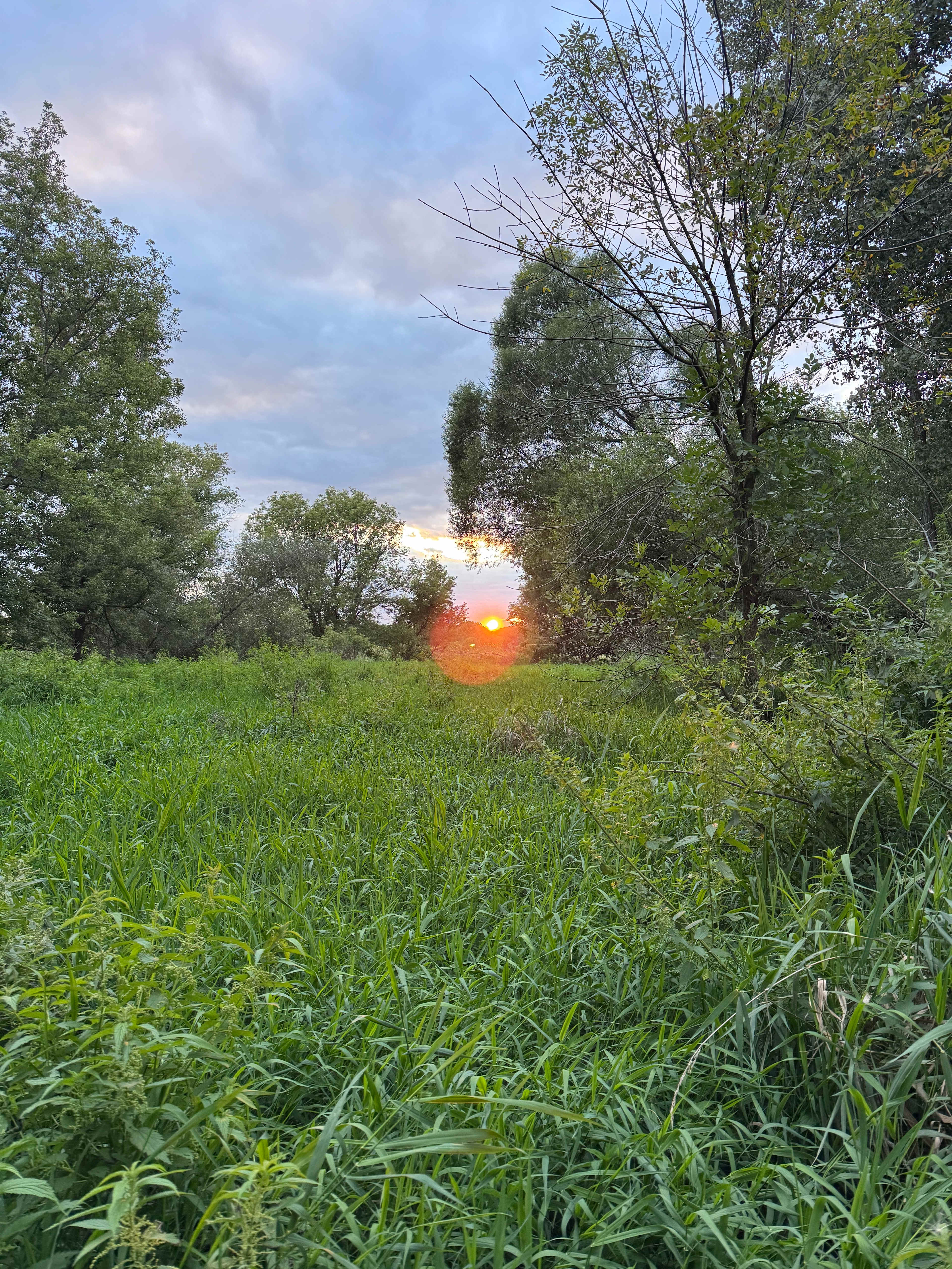 Pachamanka Prairie + Woodland
