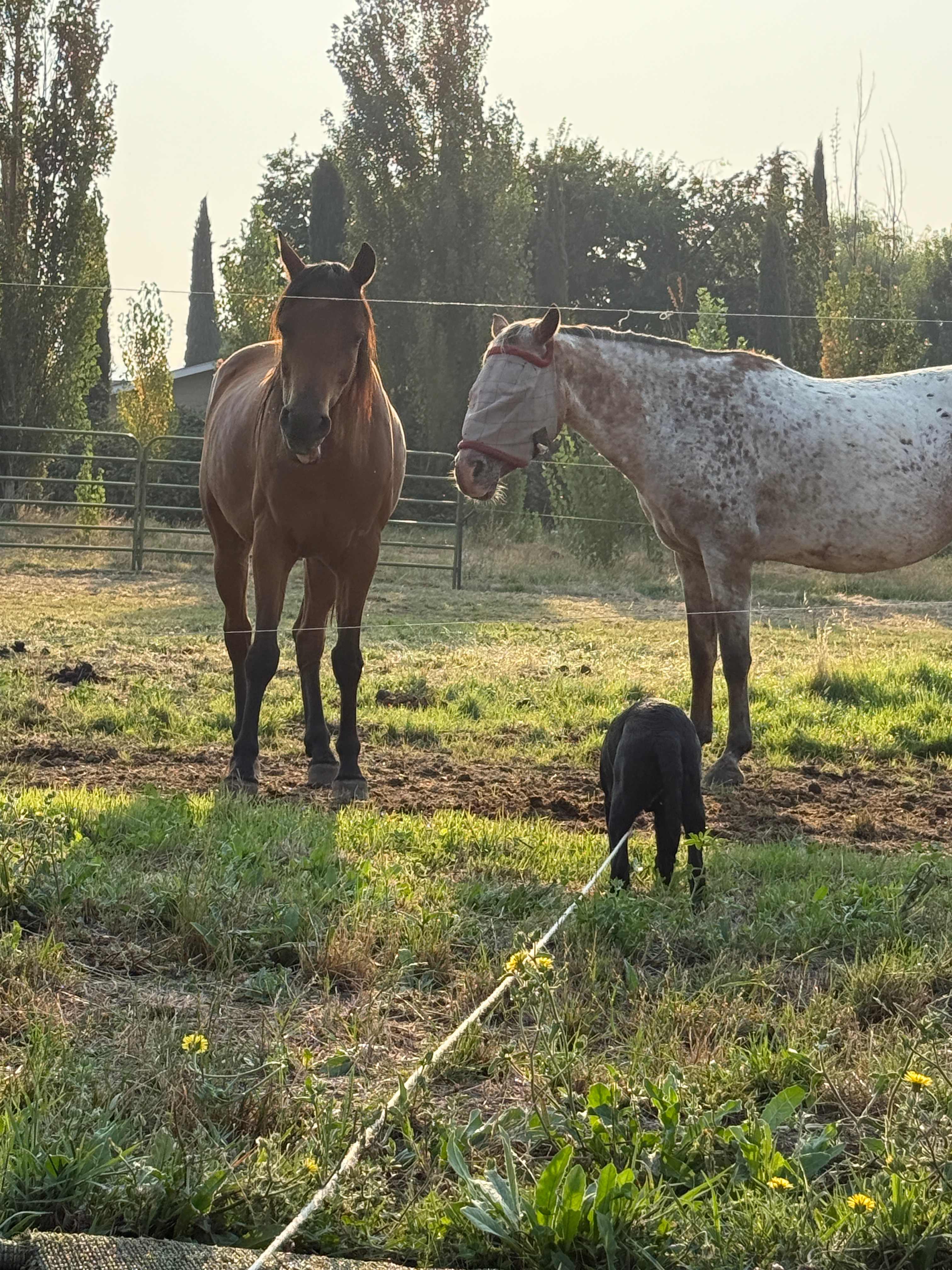 My pup, Camp’s horses😃