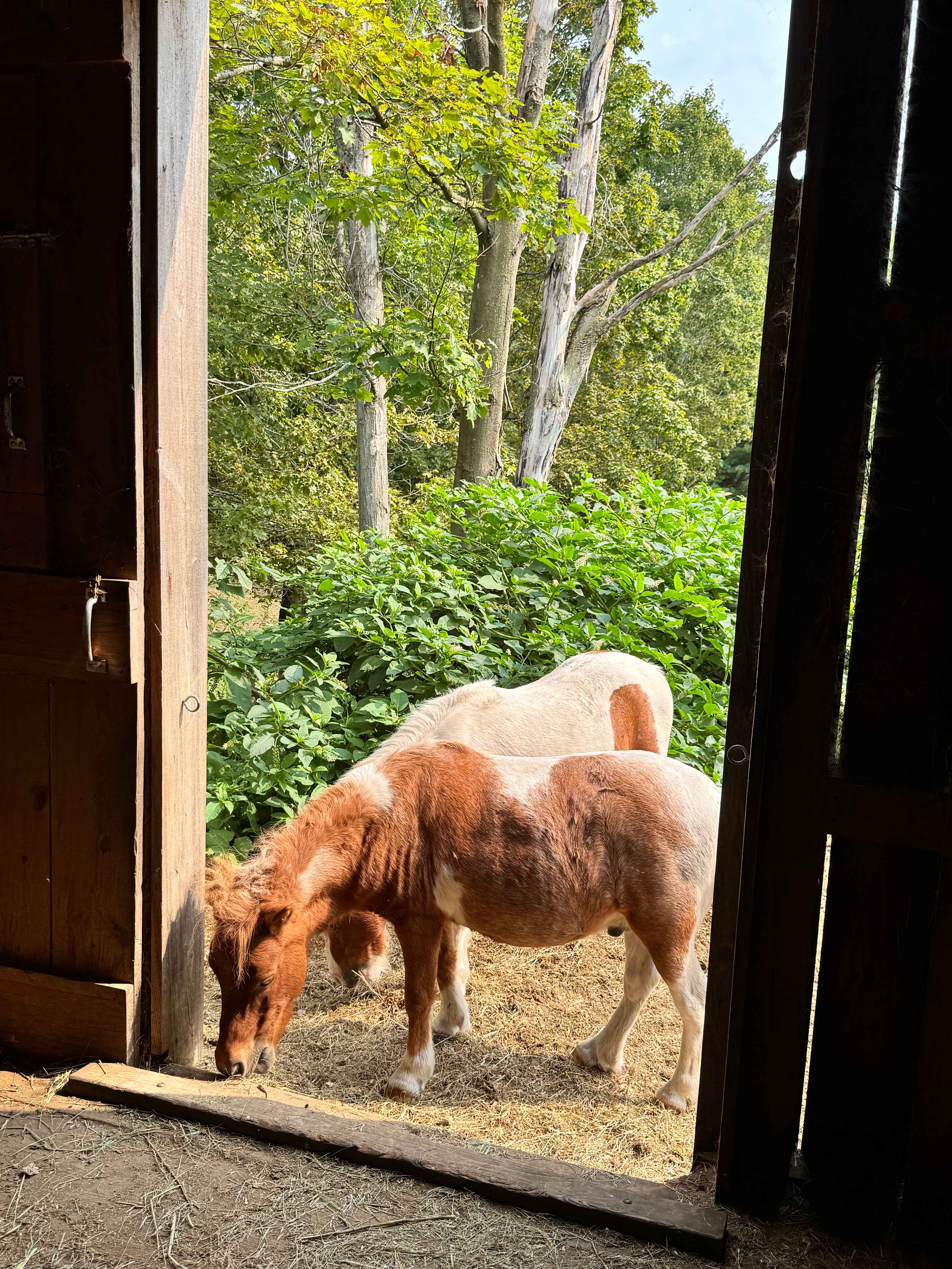 BrandiLee Woods at the Woolley farm