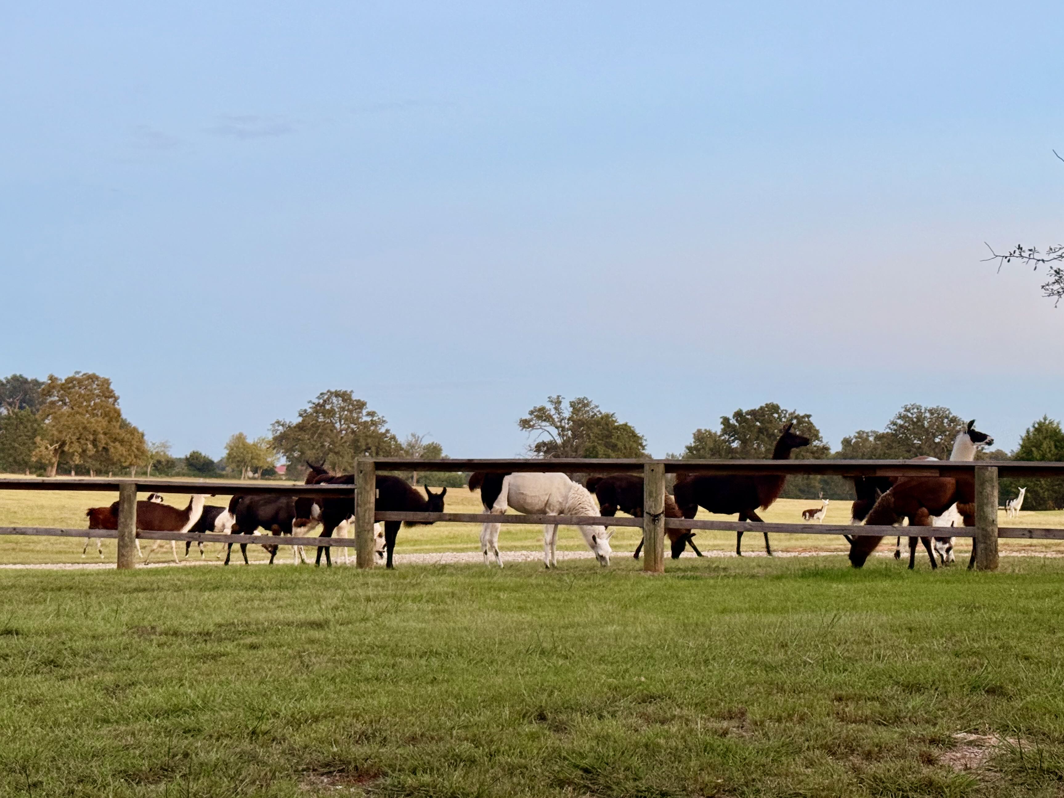 Llama Land Ranch