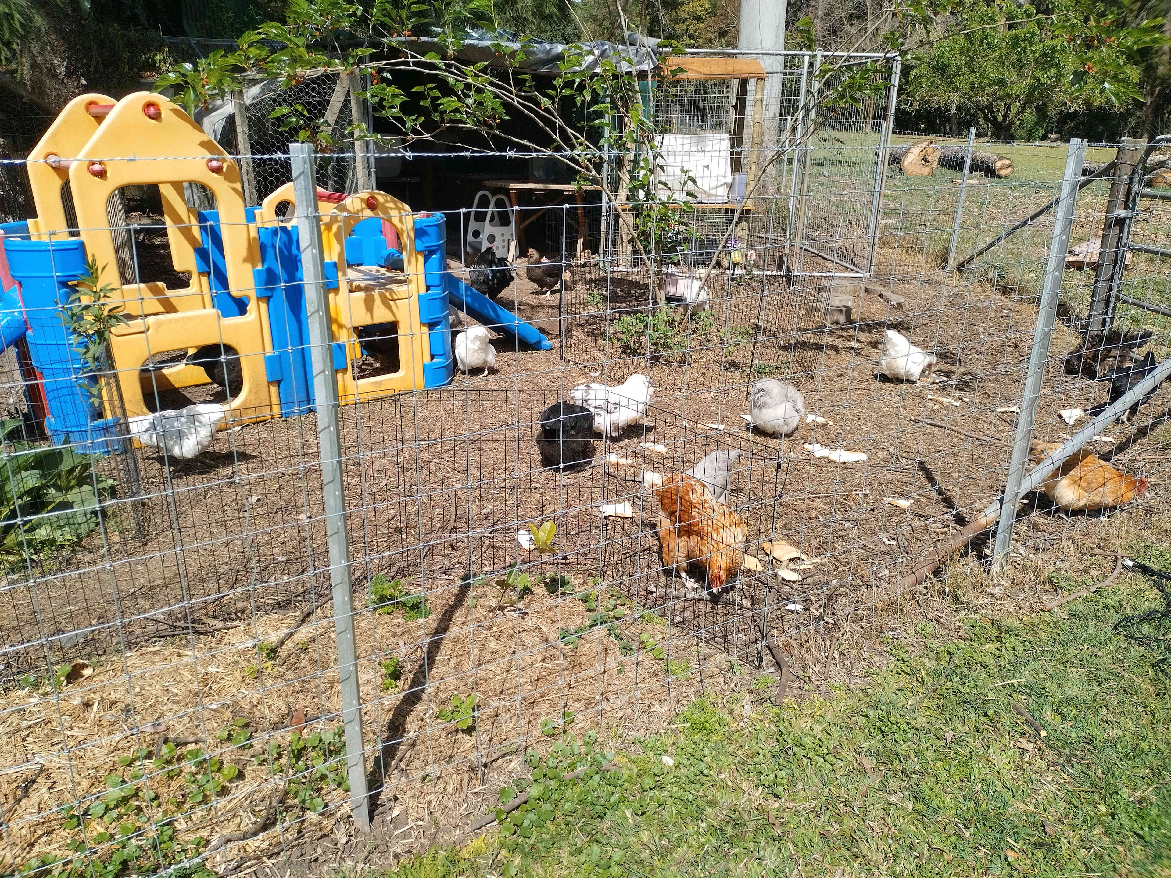 Fed the chooks. They all come out