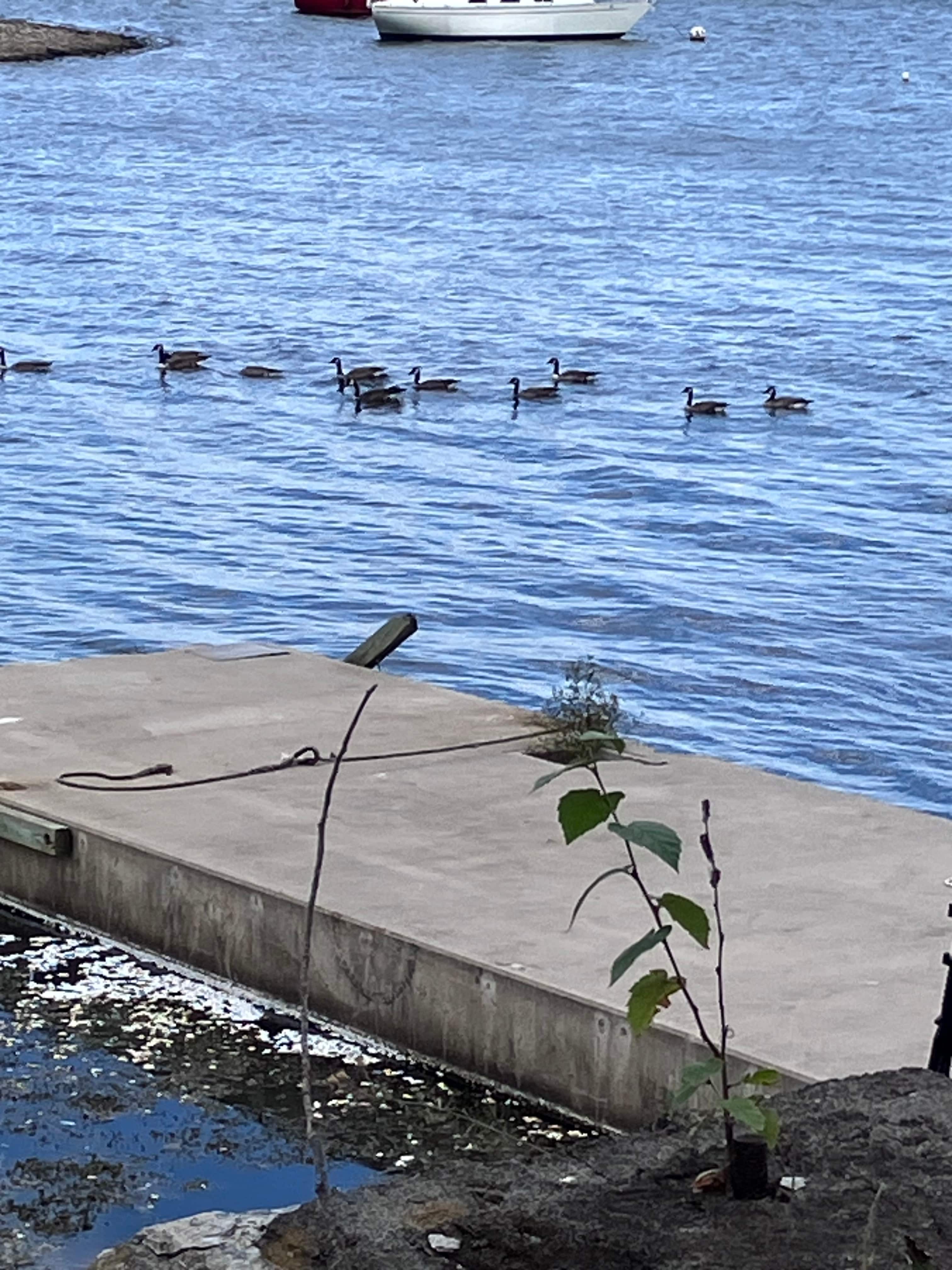 Bridgeview Harbour Marina