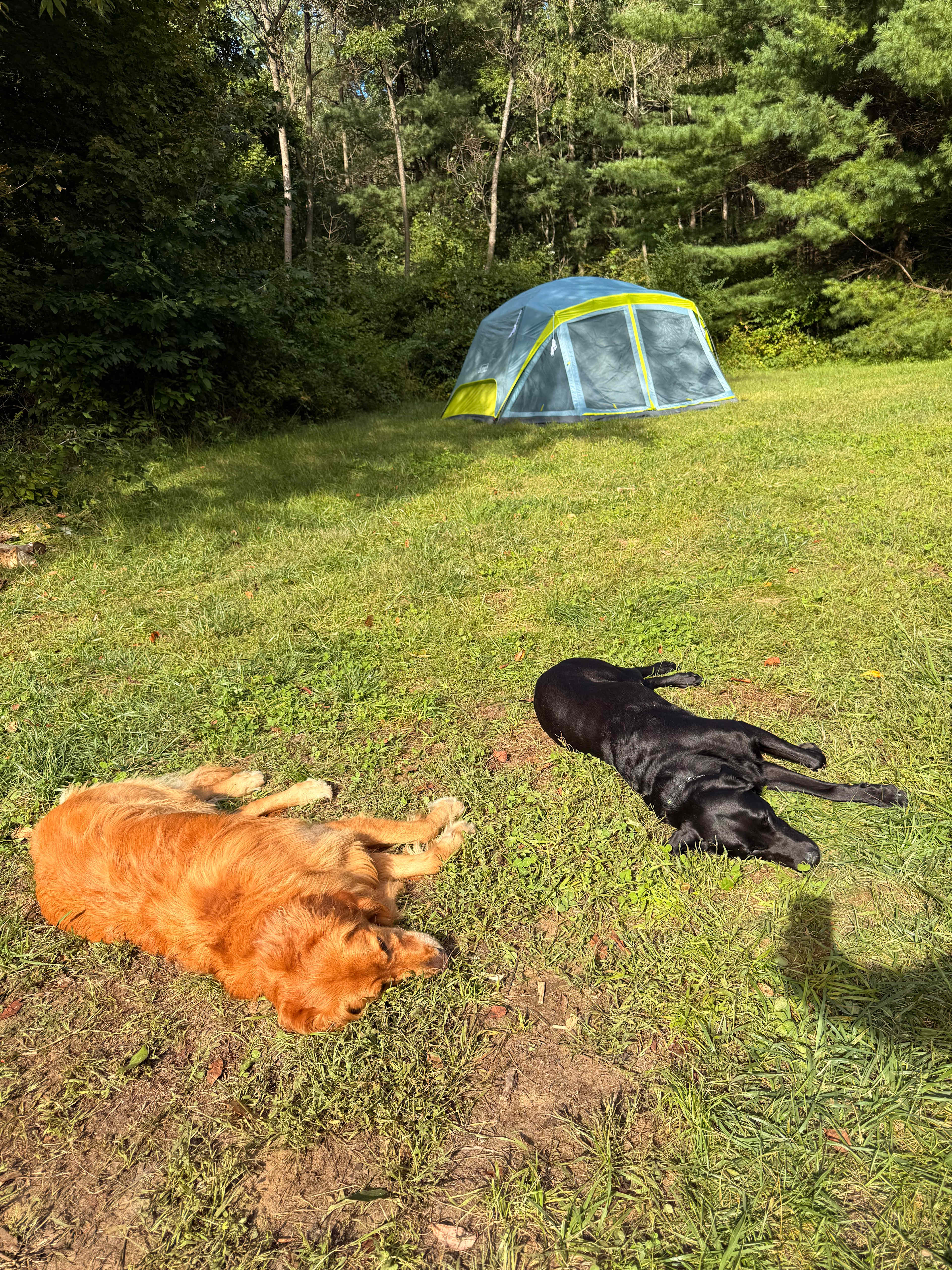 Well kept clearing for site