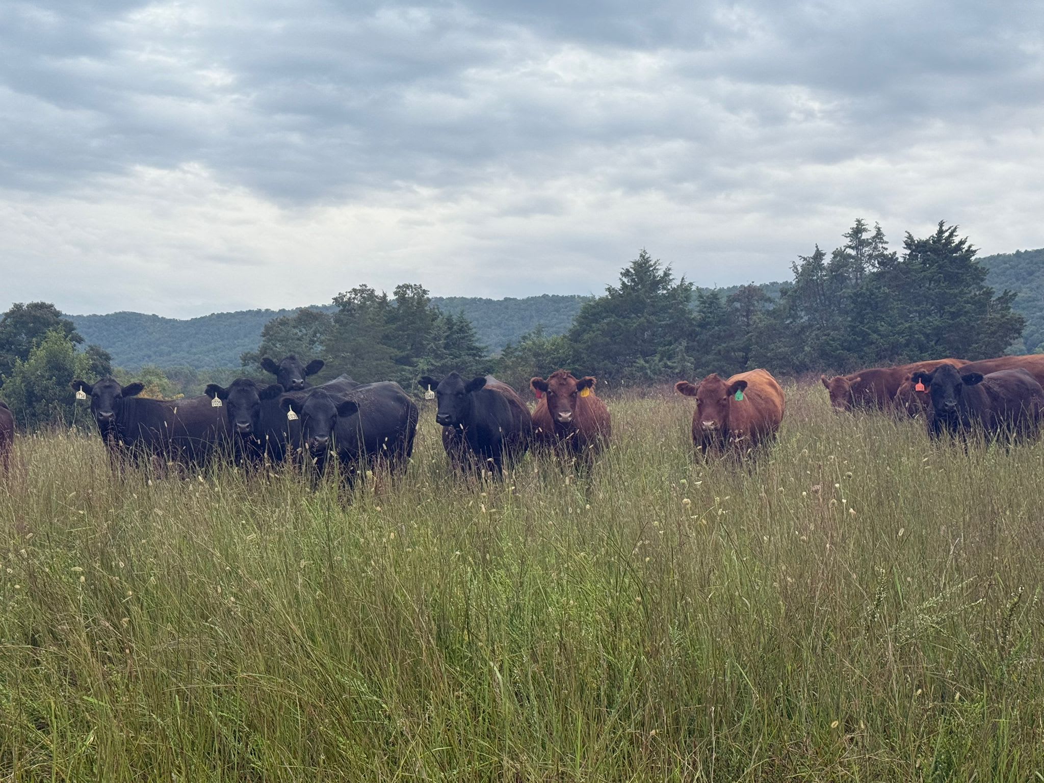 Our Farm in Strasburg, VA