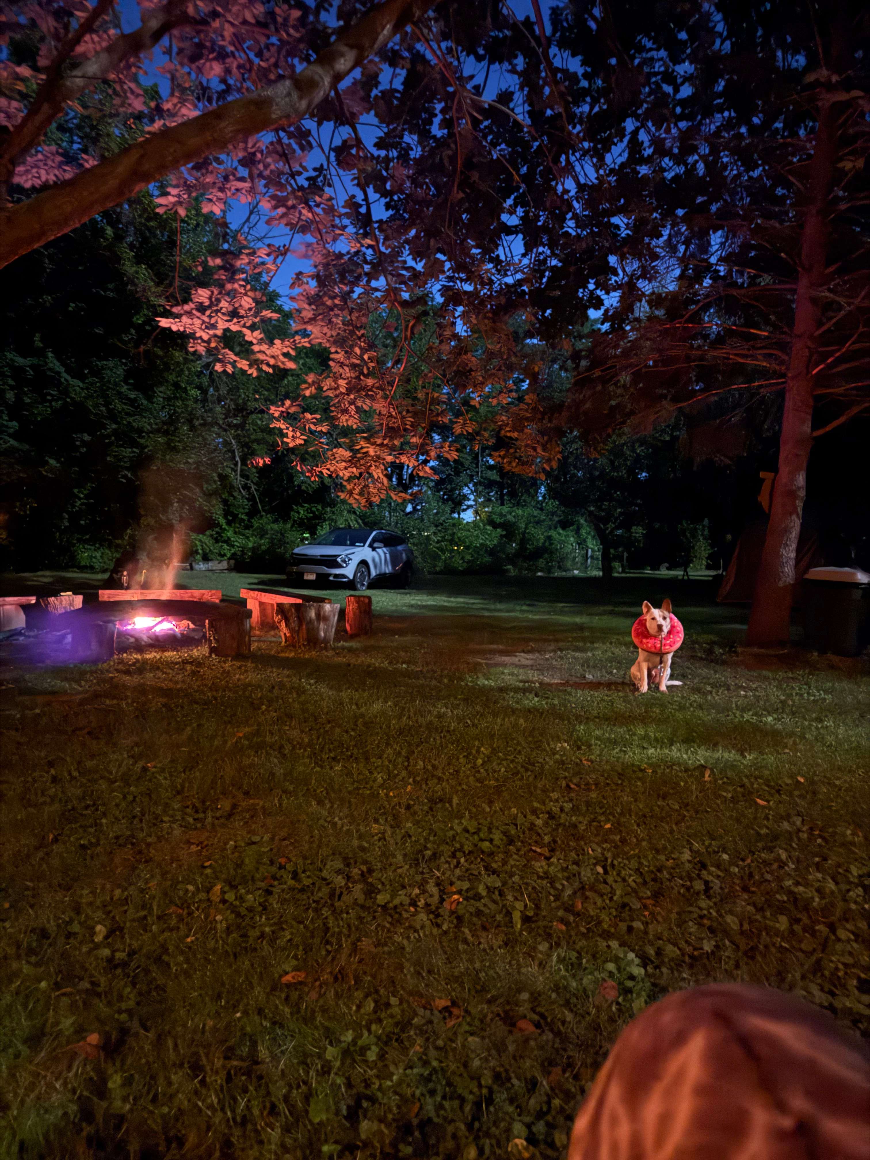 view from the hammock on-site (featuring alfie and his donut)