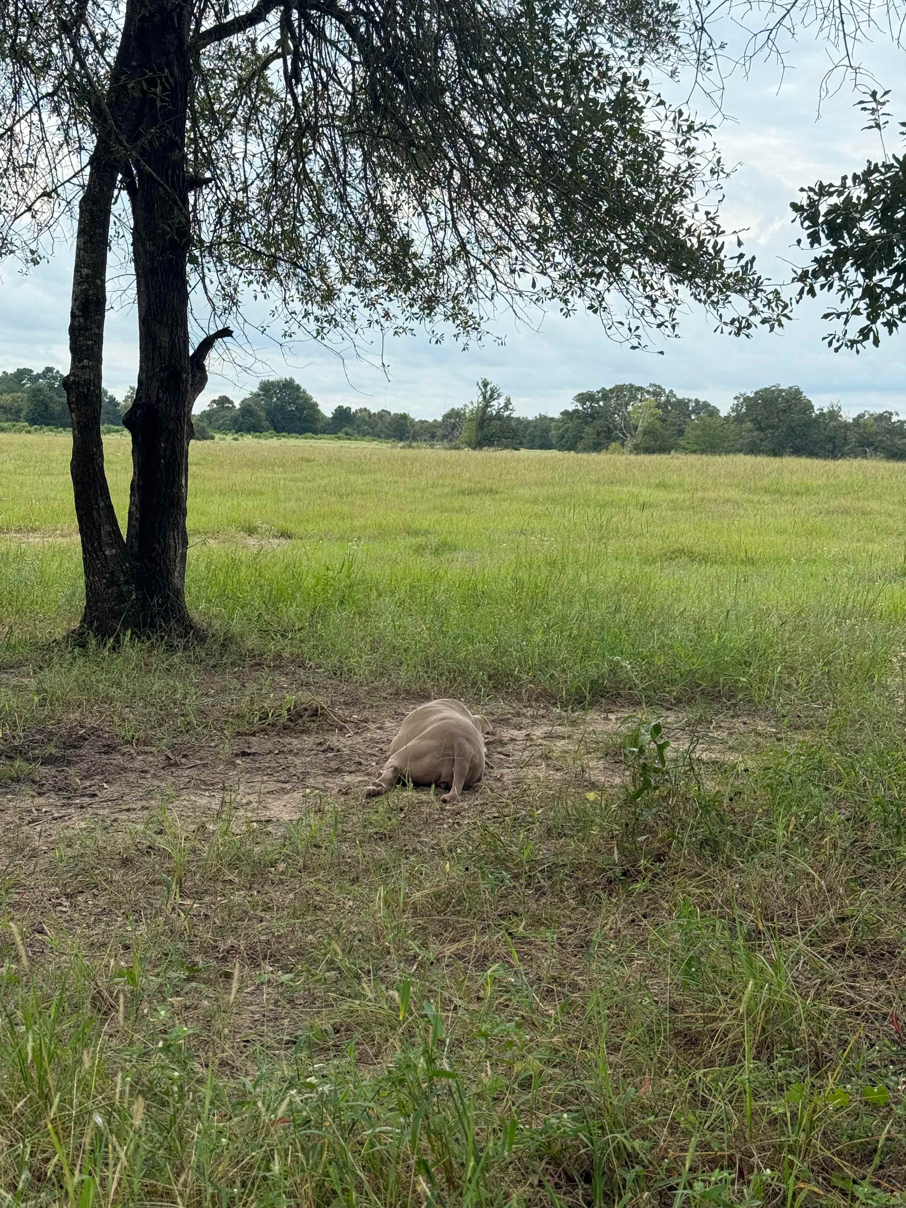 Briers  Ranch Primitive Camping