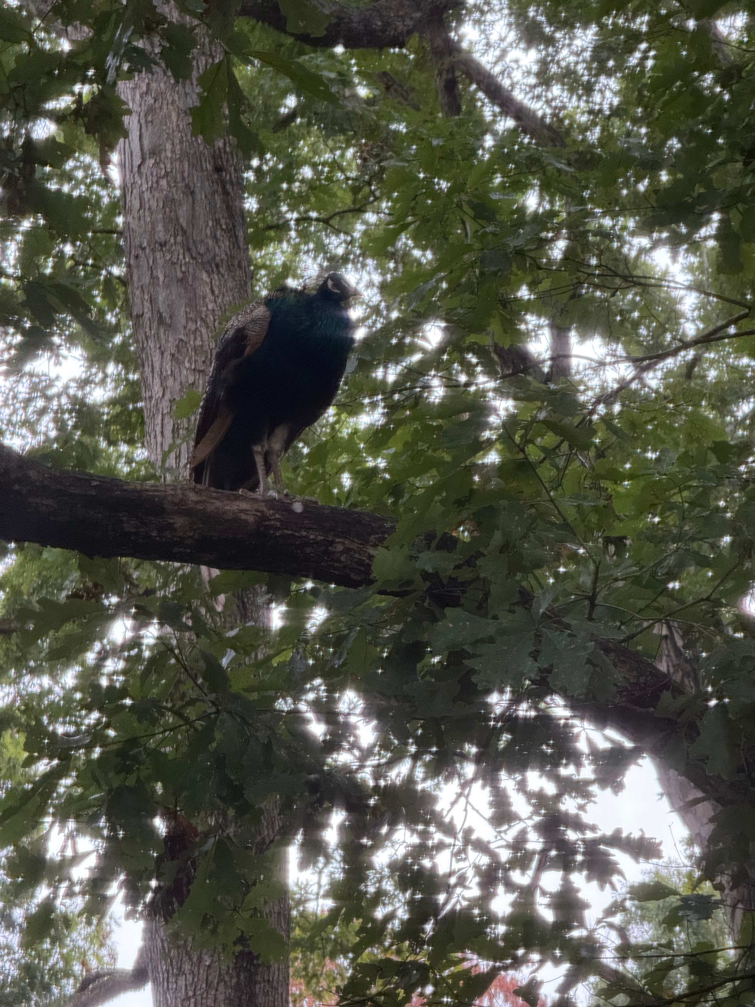 The peacock that was roosting behind the screenhouse during my morning coffee!!!