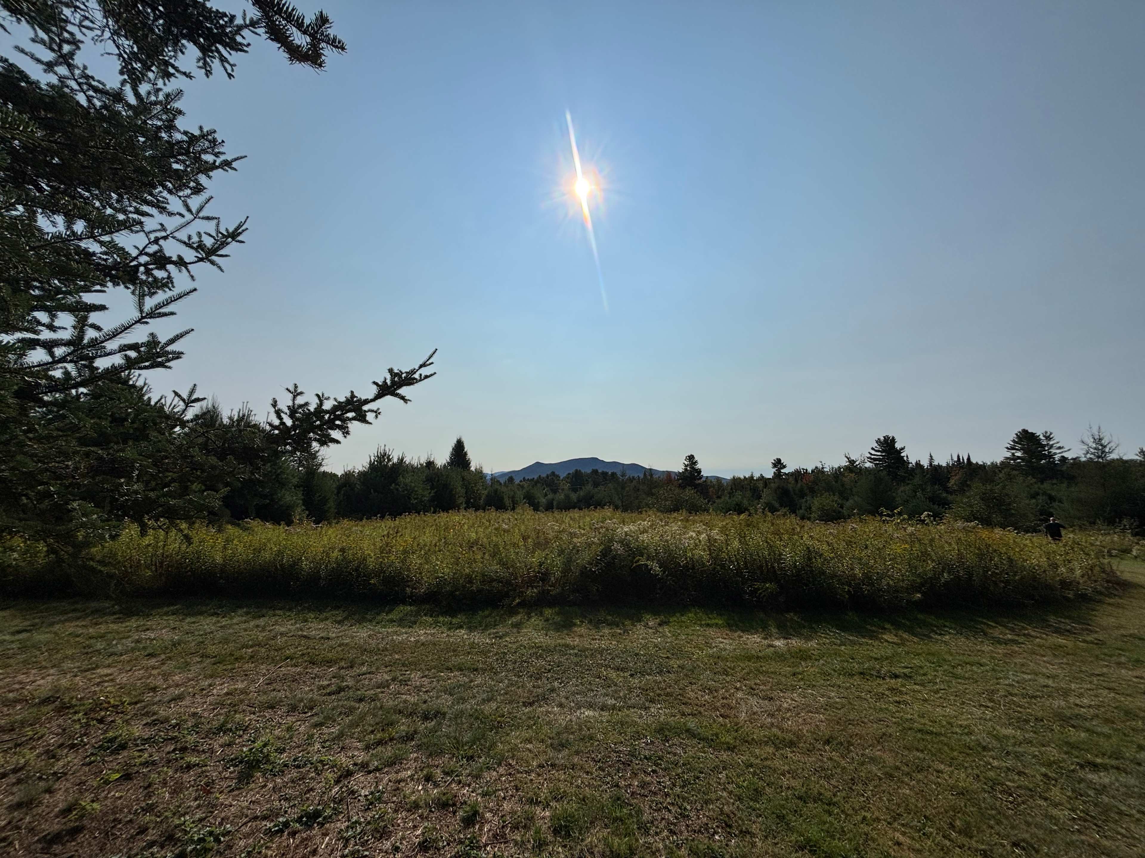 Wandering Pines Camping