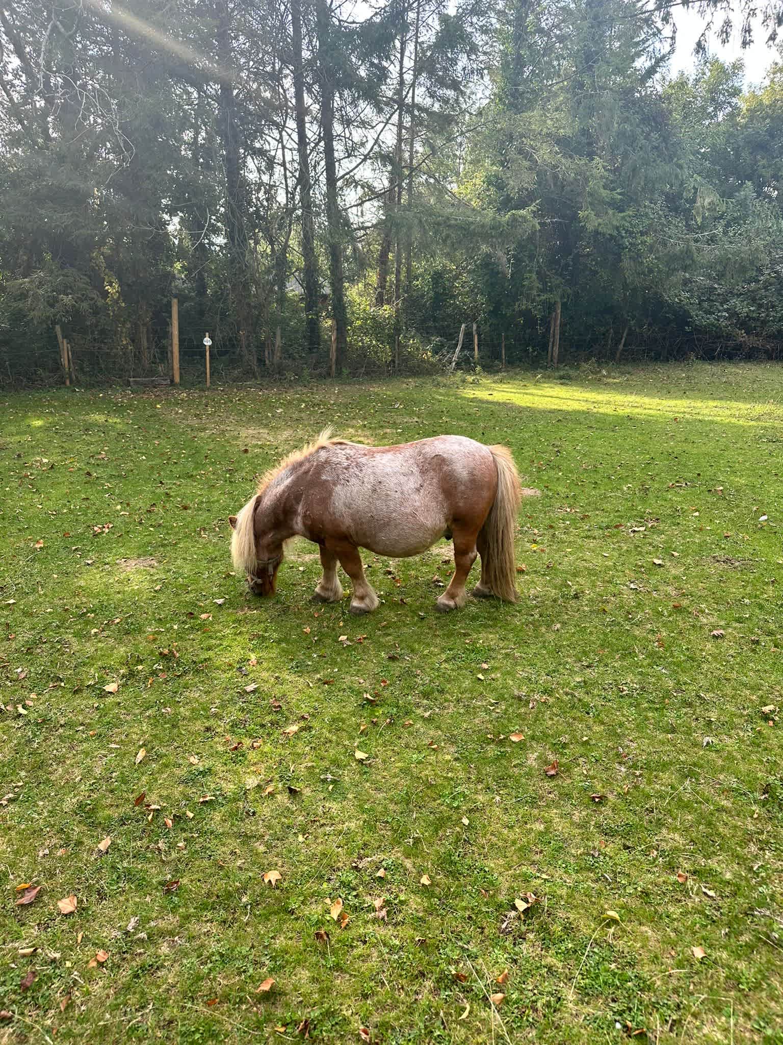 Dogwood Cottage Campsite