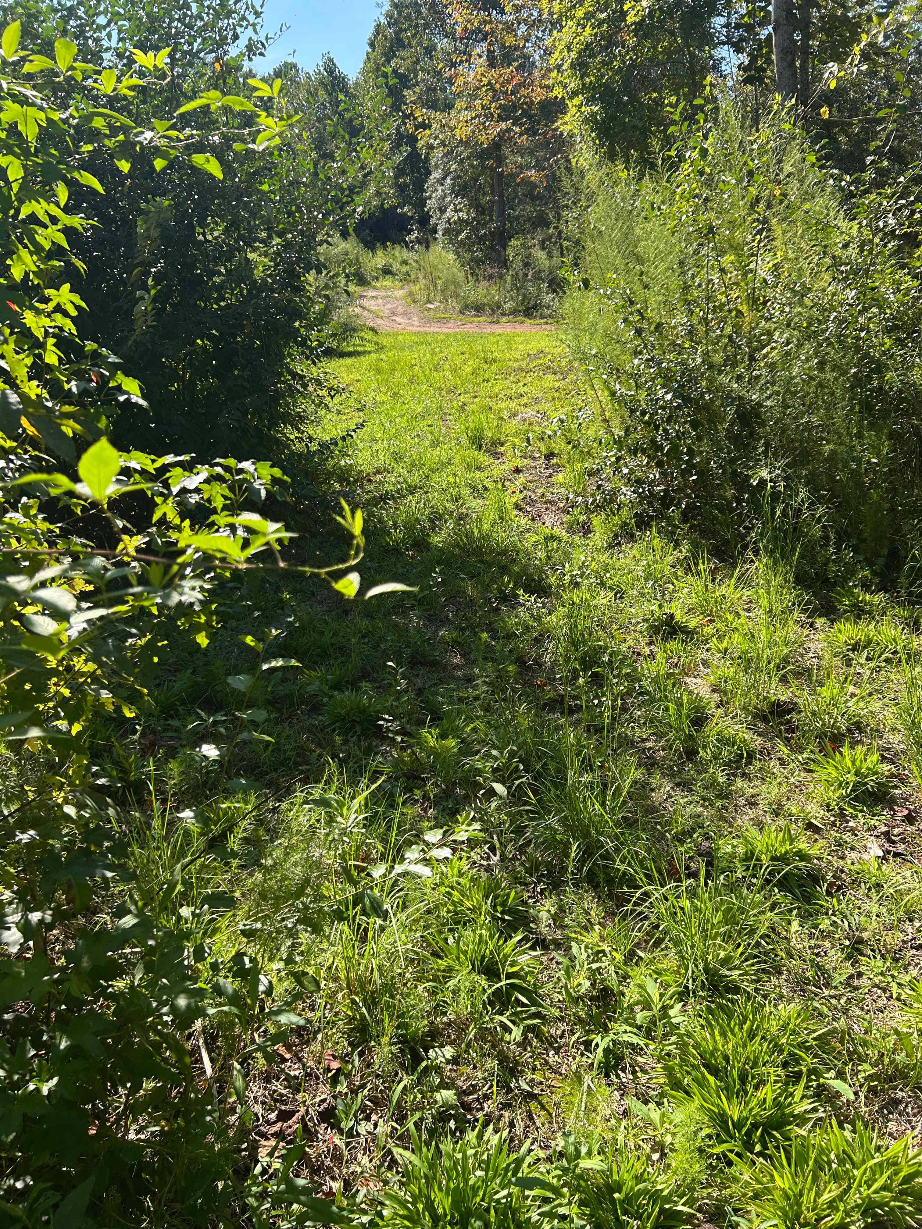 One of the pathways in Explorer Camp. This camp has lots of places to set up tents. We have carved out and cleared out rooms or little nooks and walkways all throughout the campsite. It gets pretty dark out here at night so bring lights. Build a fire wherever you want. I guess we should measure the size of this camp but its huge. Theres room to park and spread out. We welcome you to our garden.
