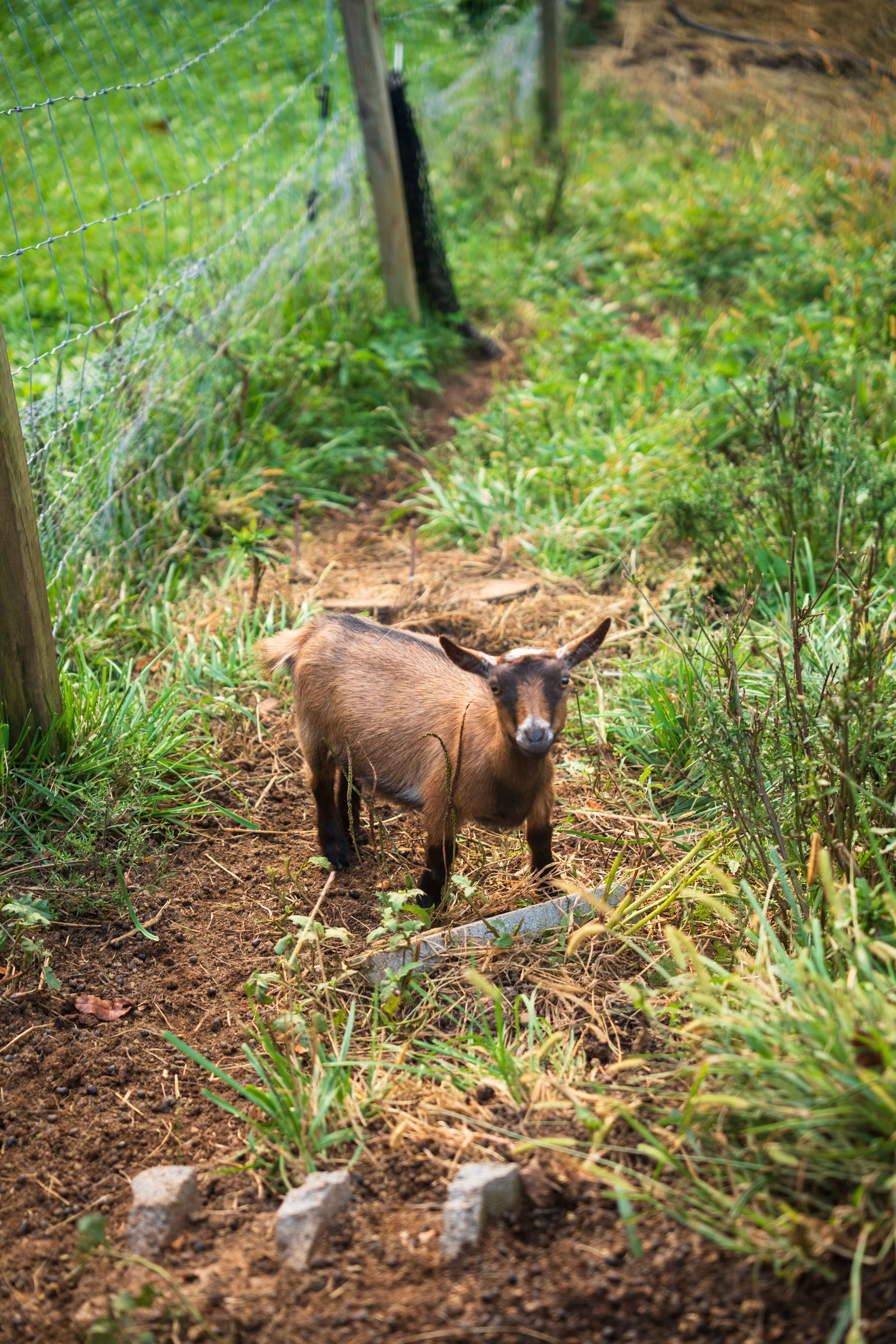 Red Rooster Farm: AVL Adjacent!