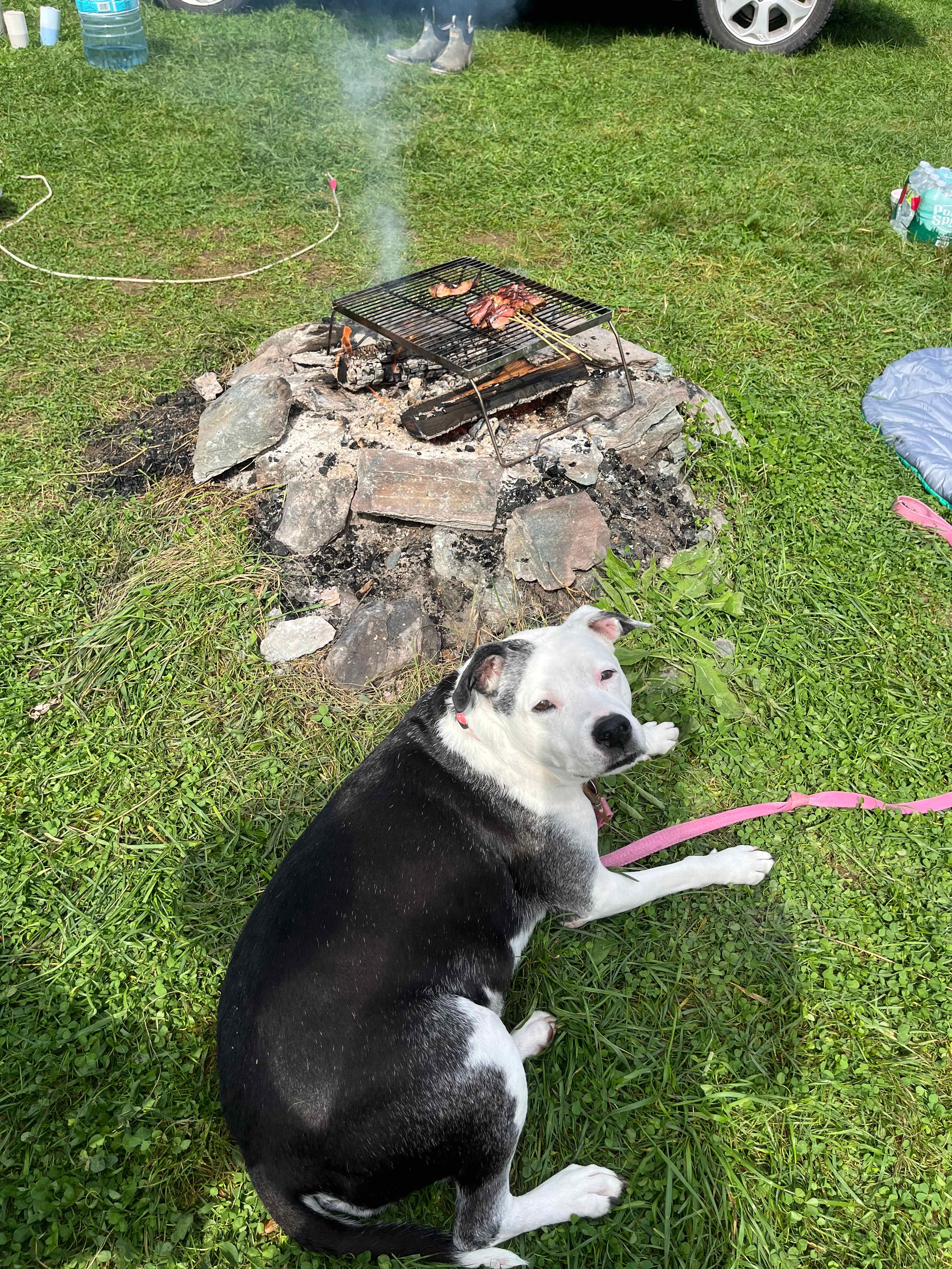 Doggo can’t wait for some bacon 
