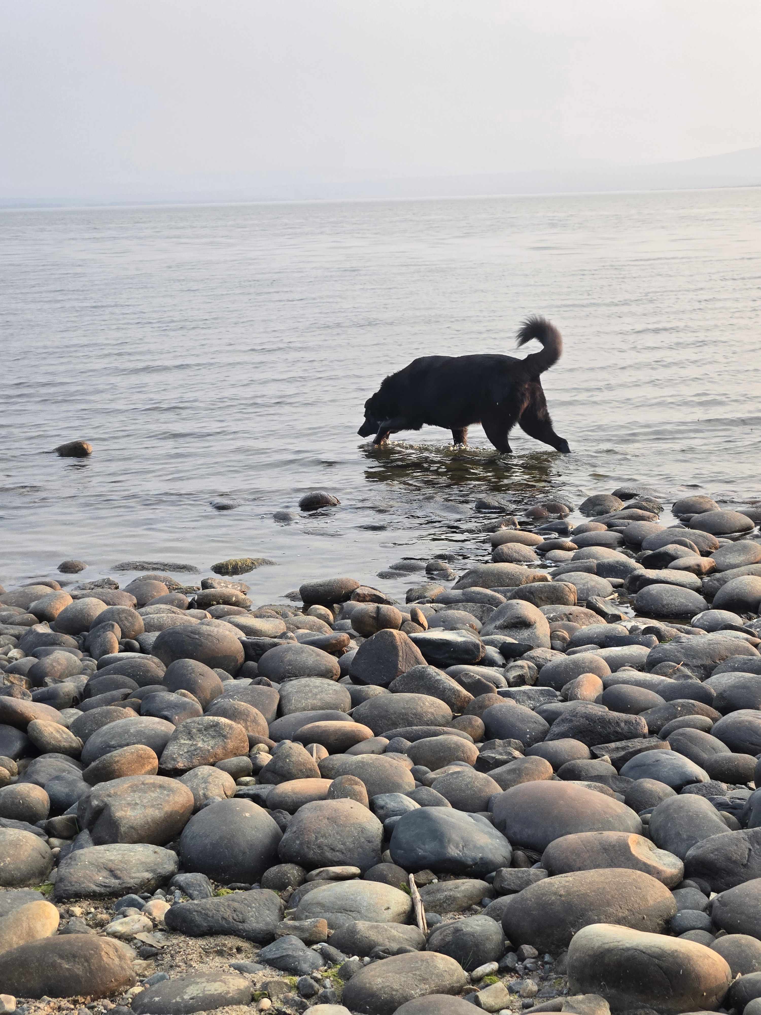My girl Poppy thoroughly enjoying the easy access to the Lake!