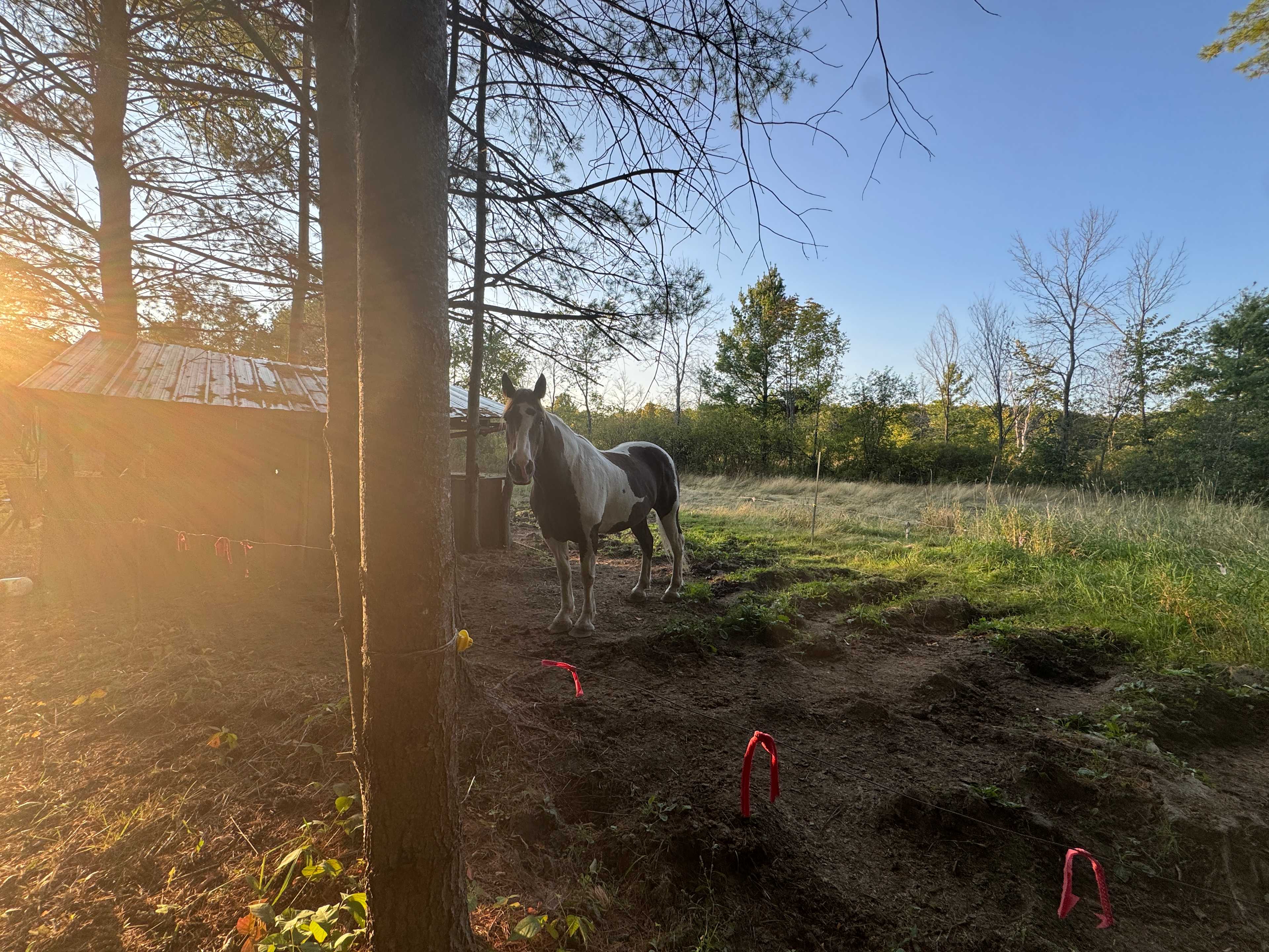 Tango the horse at sunset