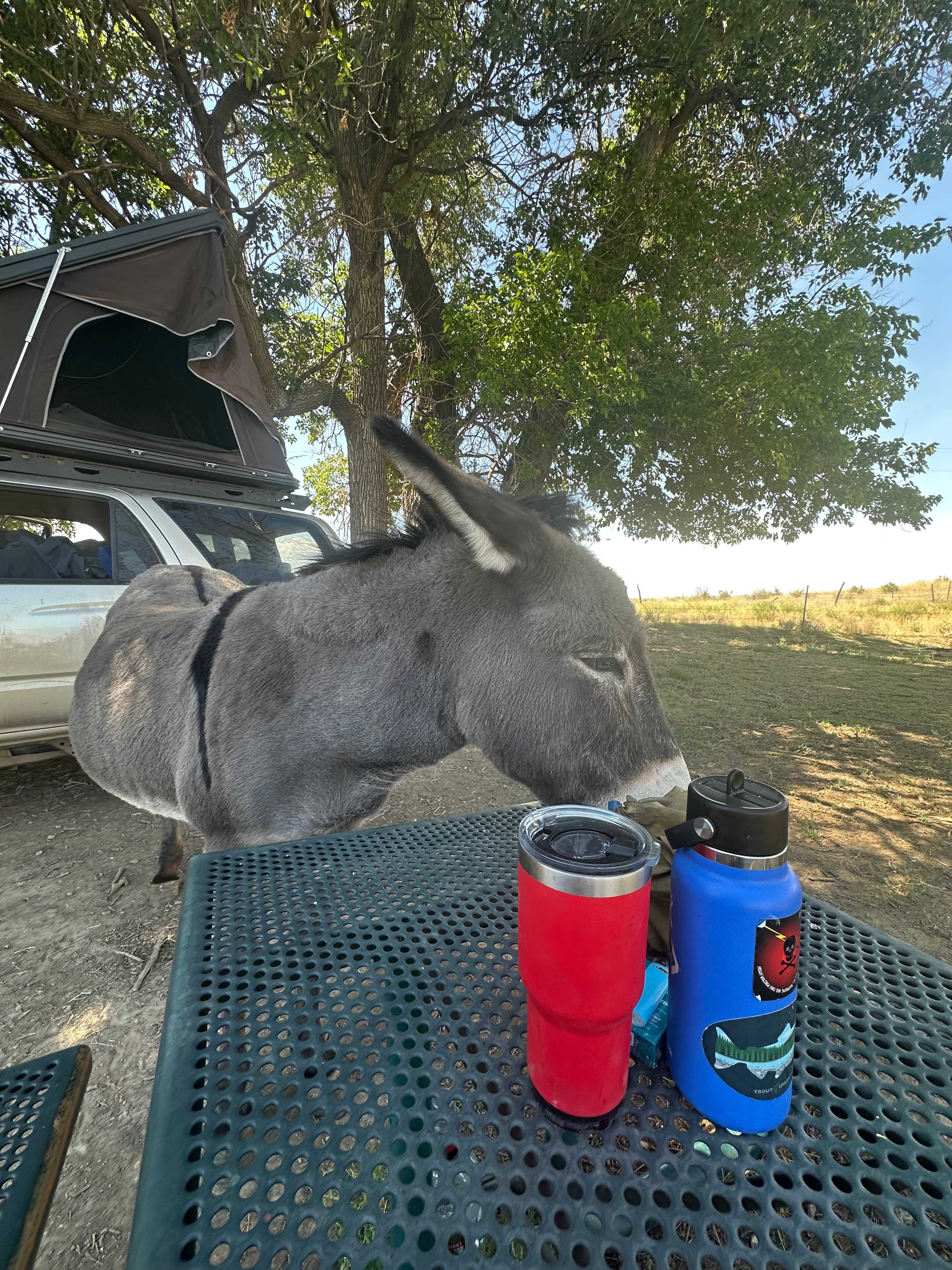Bailey the burro is a great concierge! She’s such a sweetie and loves ear scratches.