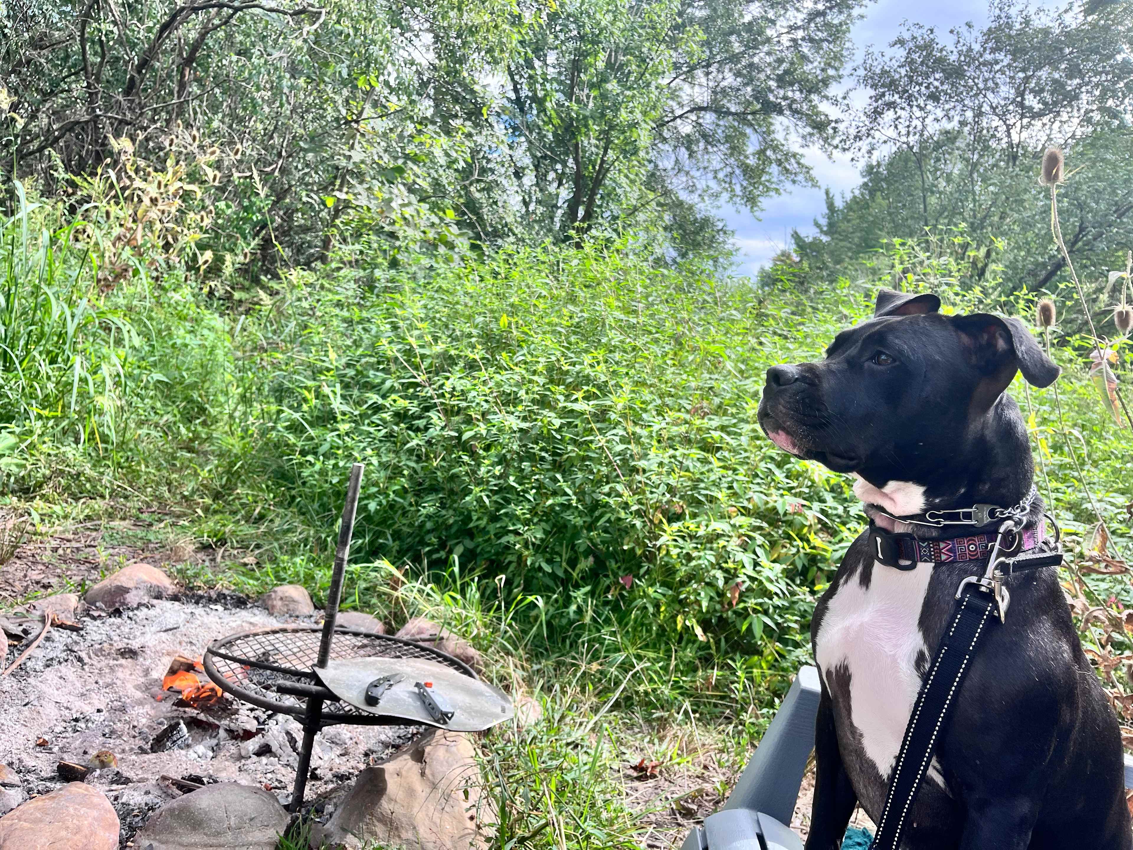 A-Frame In The Woods