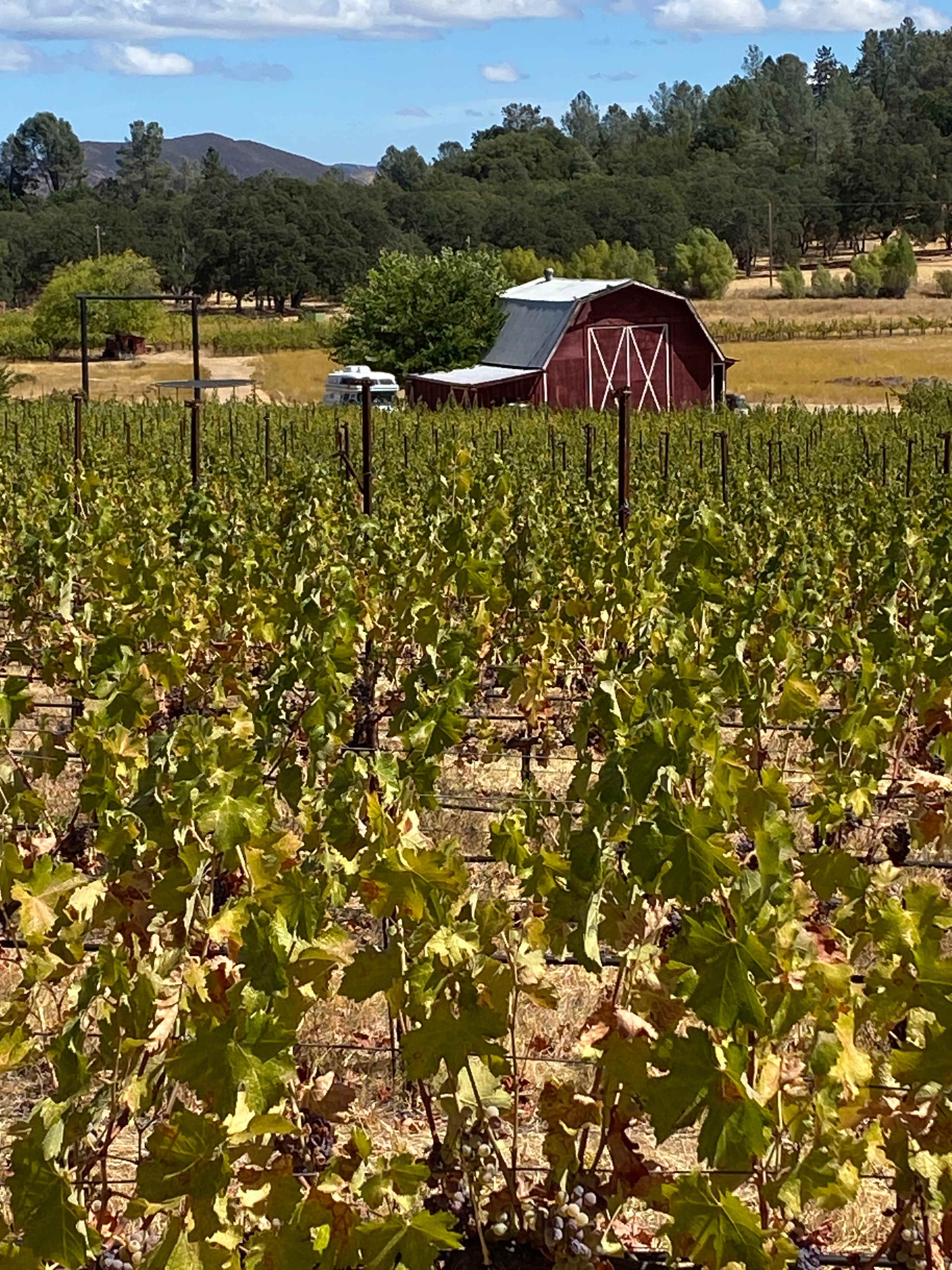 Vineyard Camping at Bad Rat Ranch