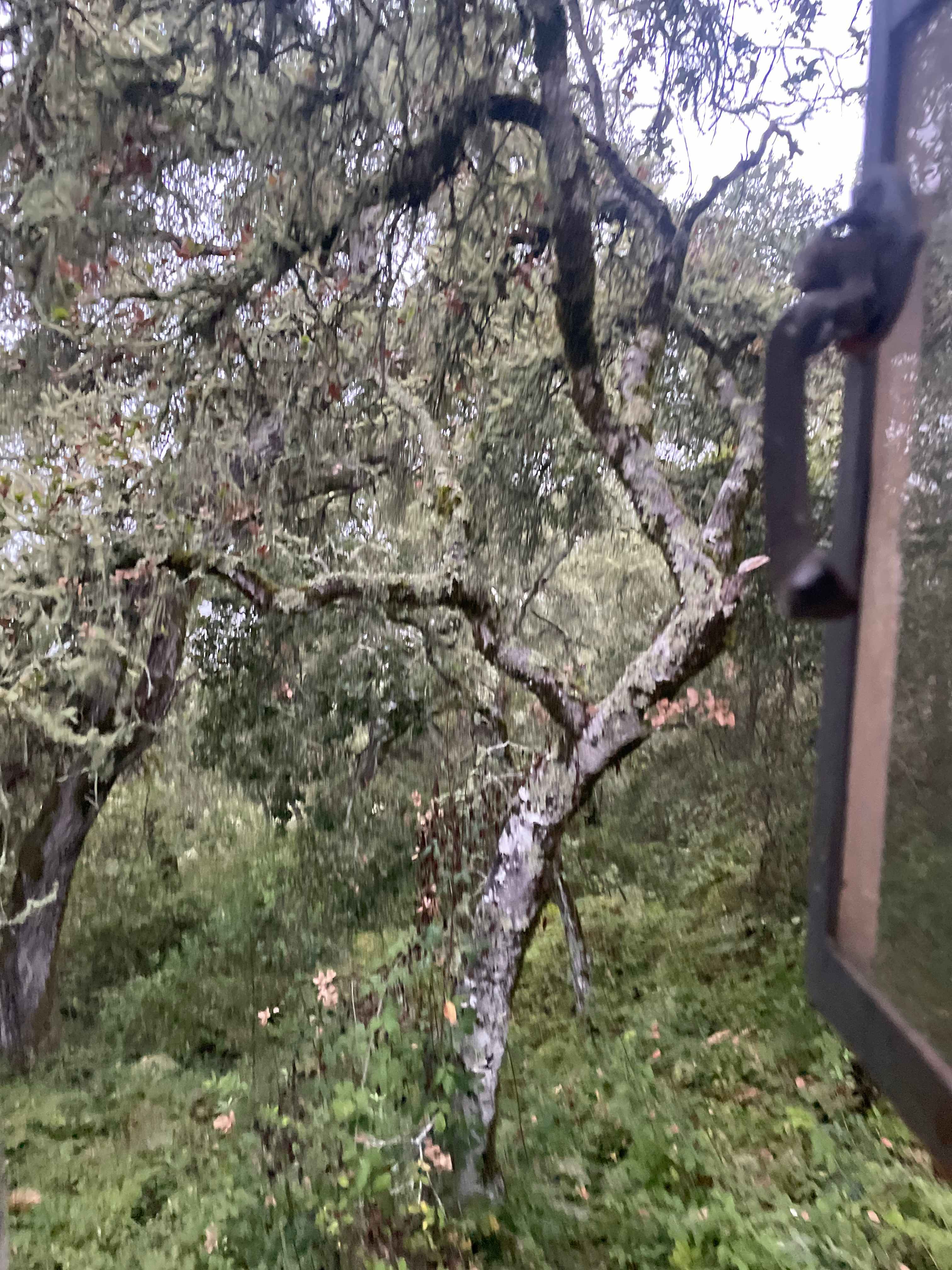 View from out the back window of the sleeping loft