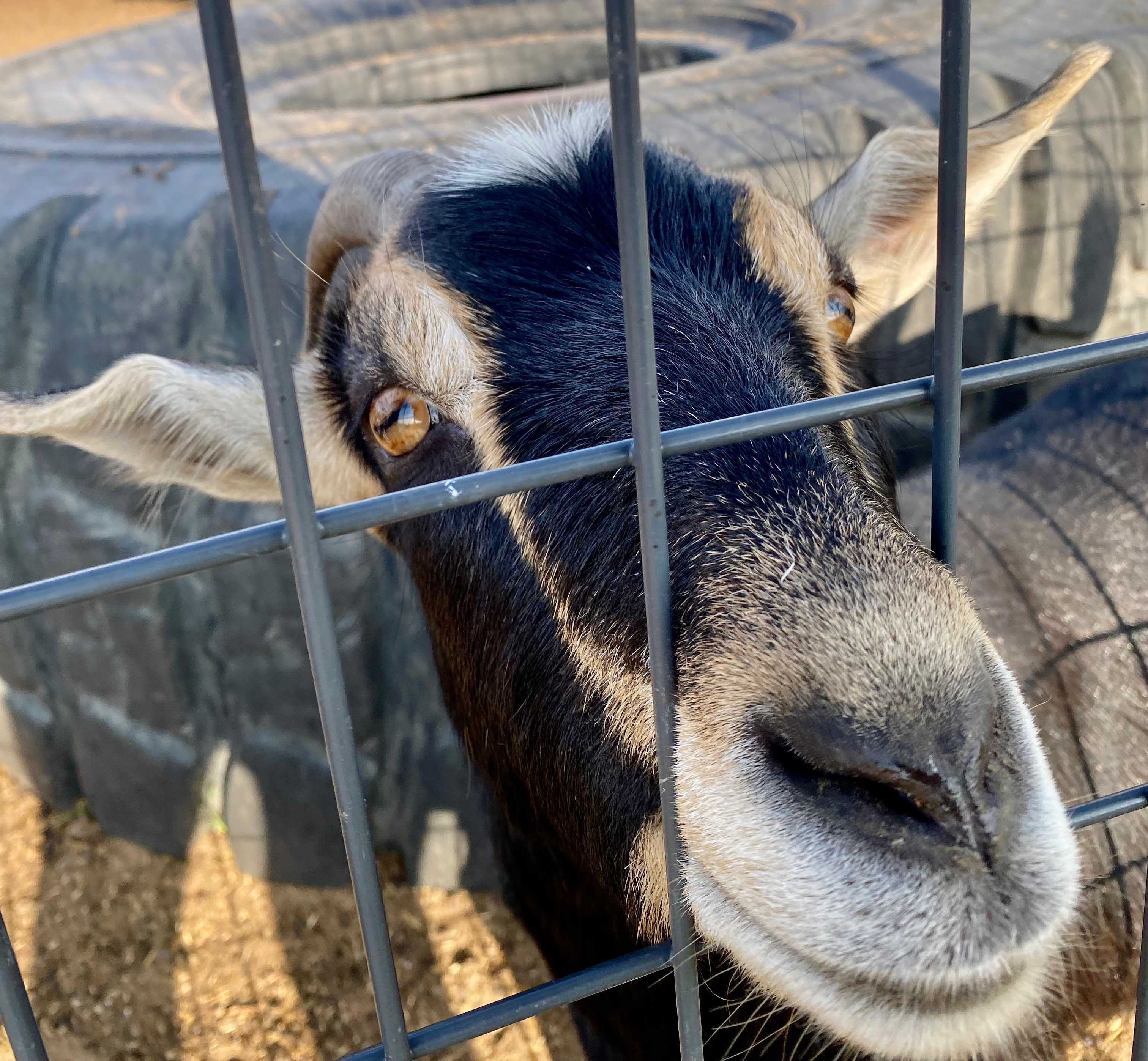 Tuff’s Animal Rescue @ Tuff’s Ranch