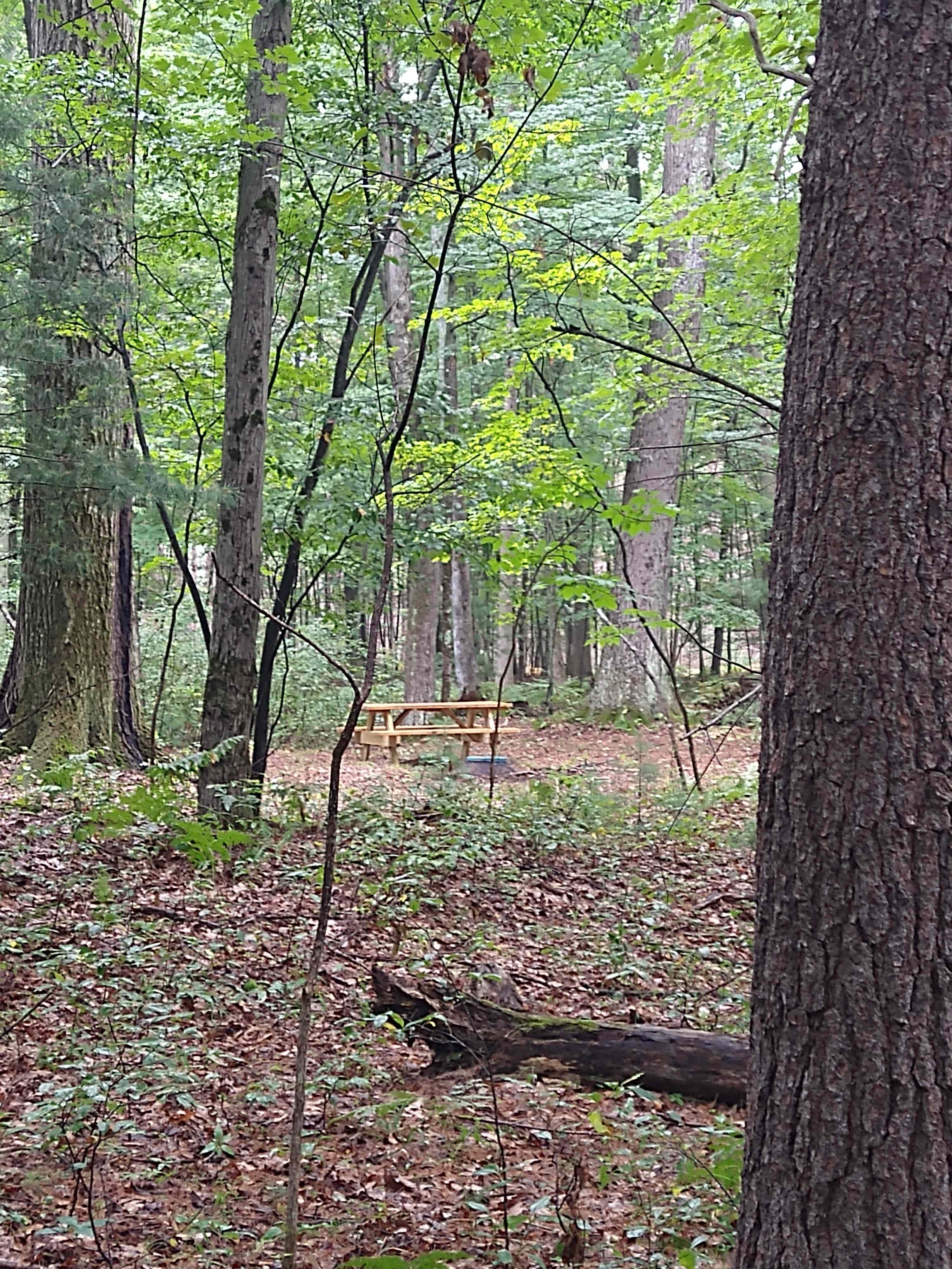 Valley of the Giants Camp