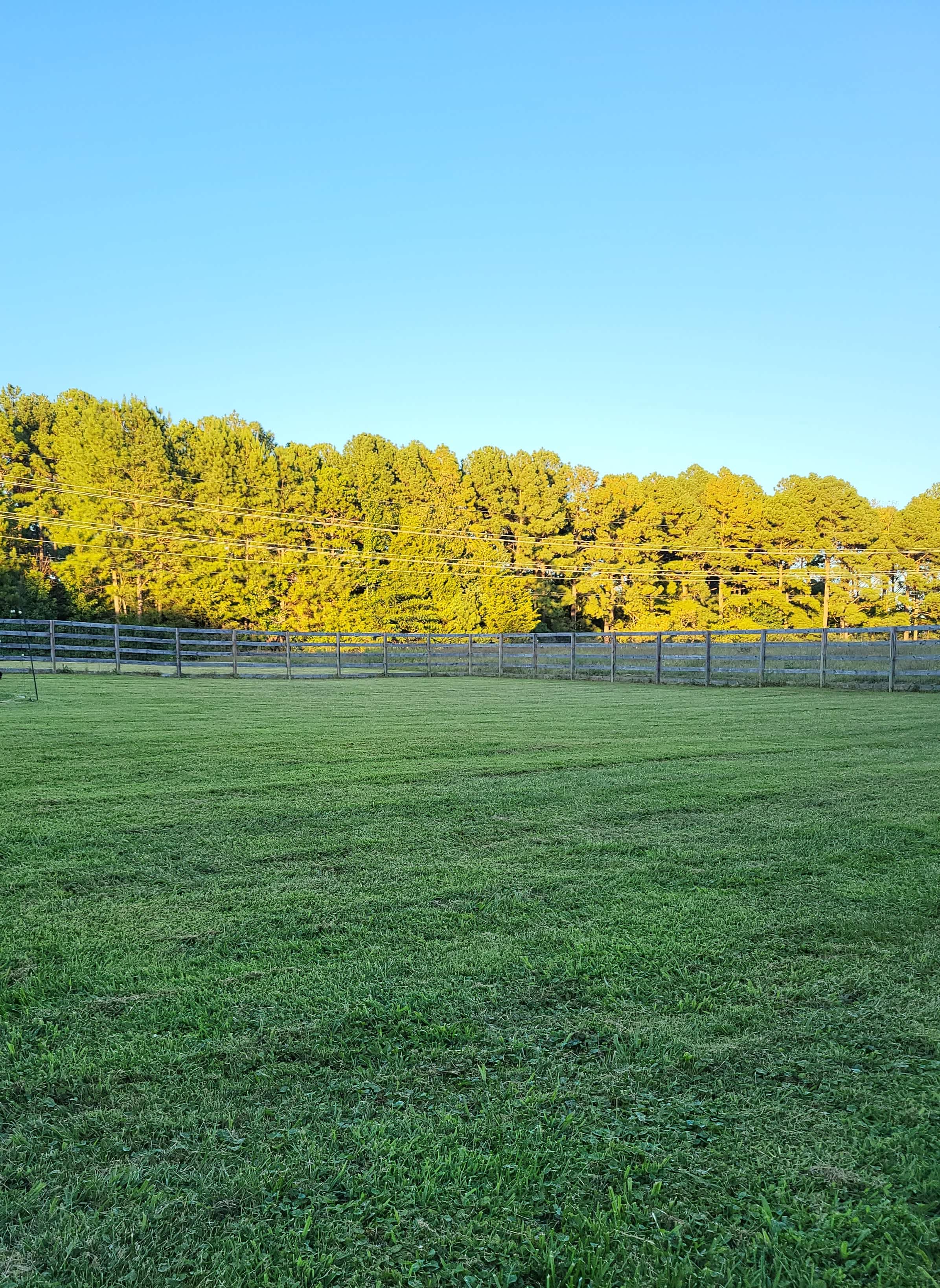 Huge yard for the doggies